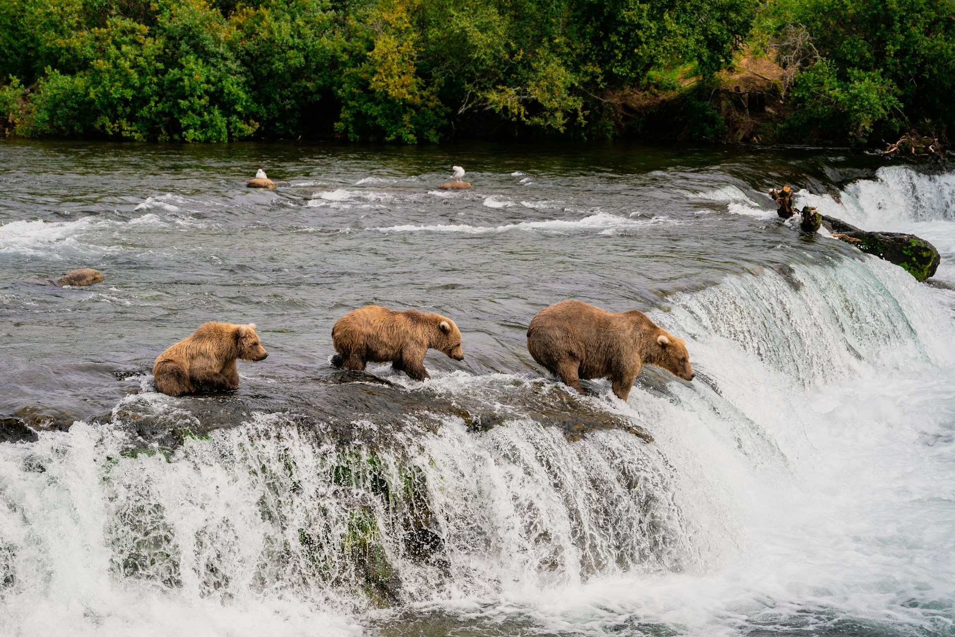 Bears catching Salmon in Alaska Image By pradeep nayak unsplash