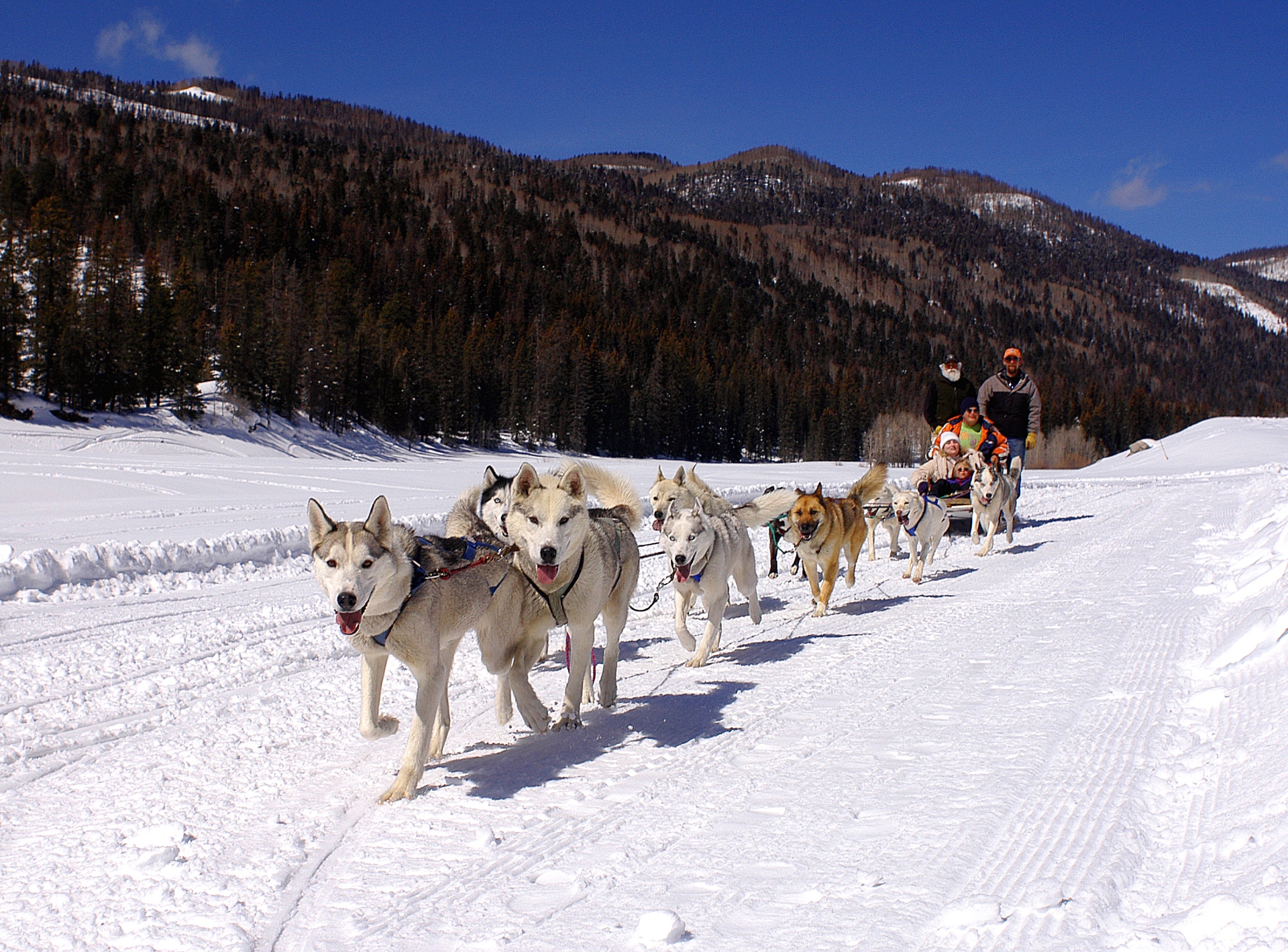 Dog Sledding Credit Visit Durango