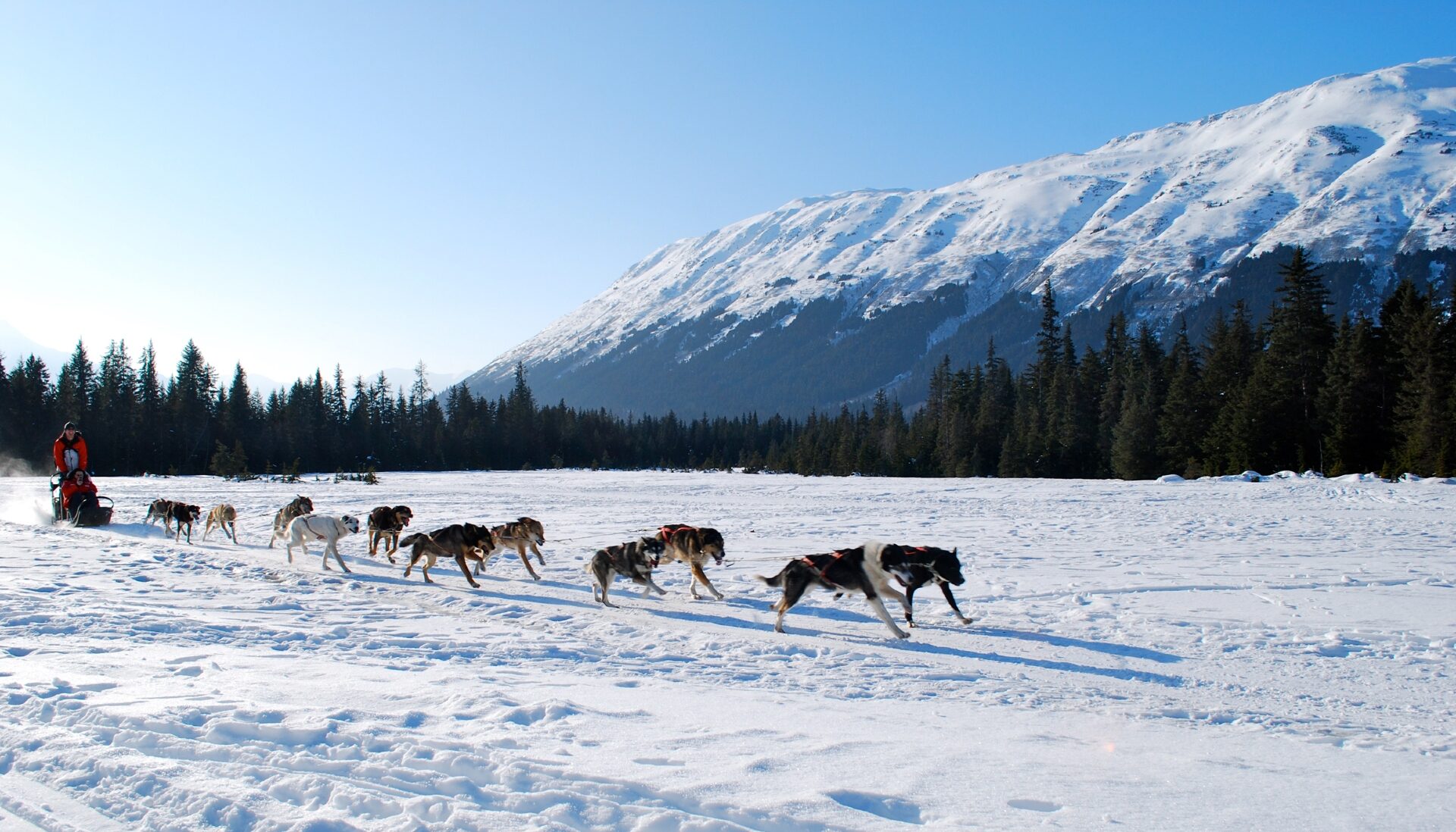 Girdwood Dog Sledding Moose Meadows Credit Nicole Geils Visit Anchorage e1762430647715