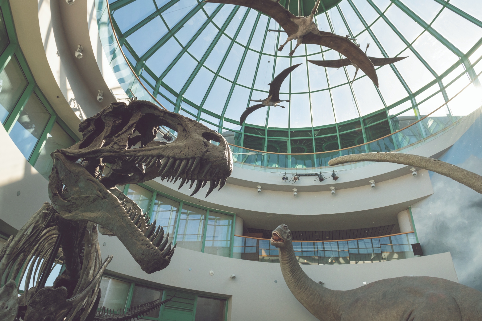 Raleigh Museum of Natural Sciences Credit VisitNC