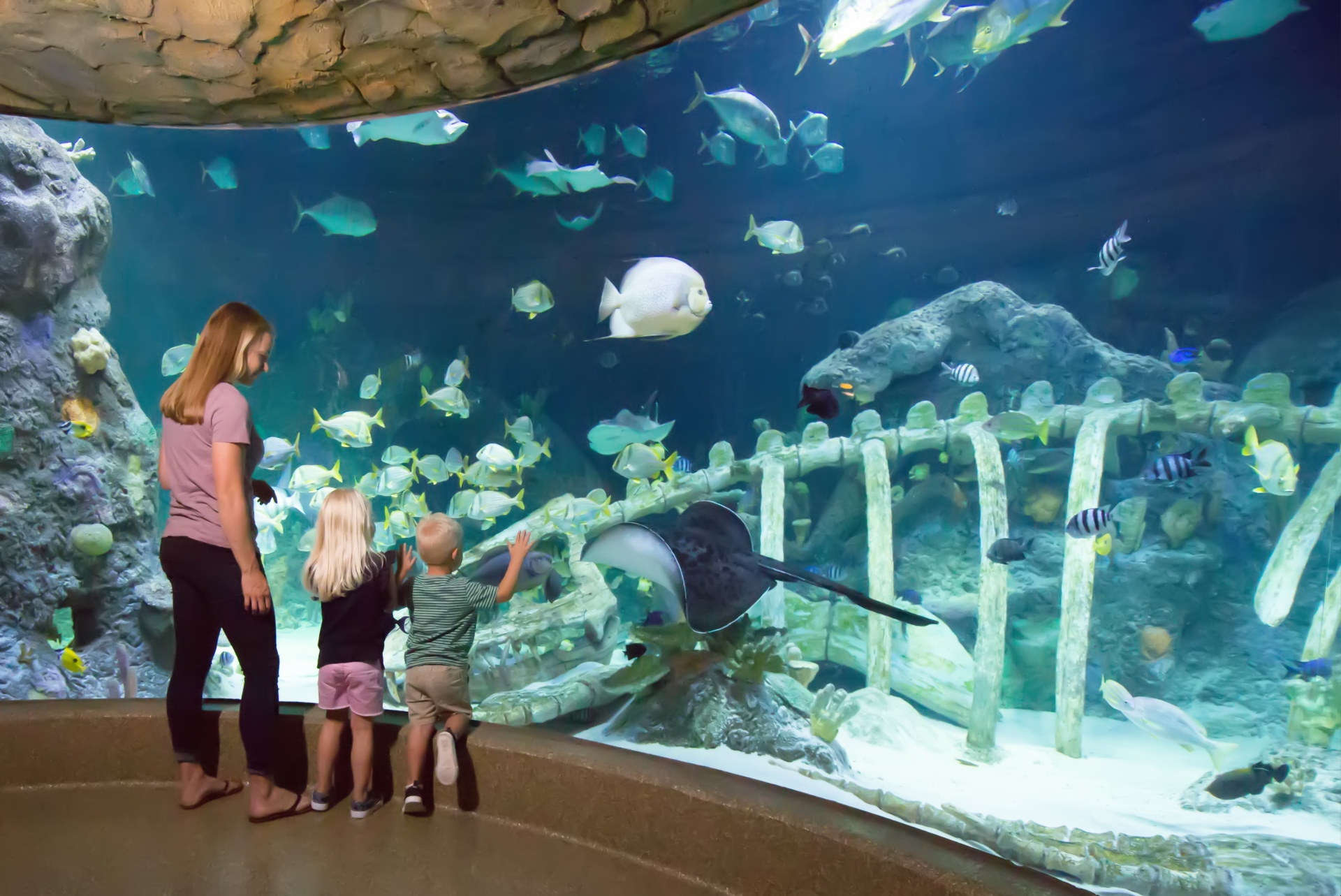 SEA LIFE Jenny Wheat Kansas City MO Image by Visit Kansas City