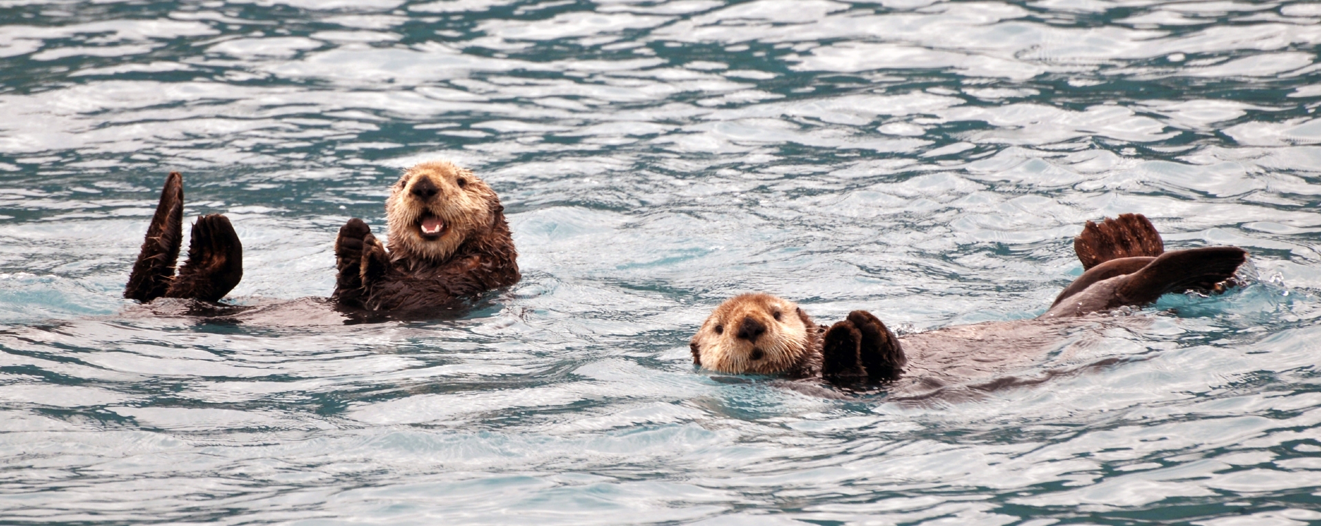 Sea Otters Prince Williams Sound Credit Roy Neese Visit Anchorage
