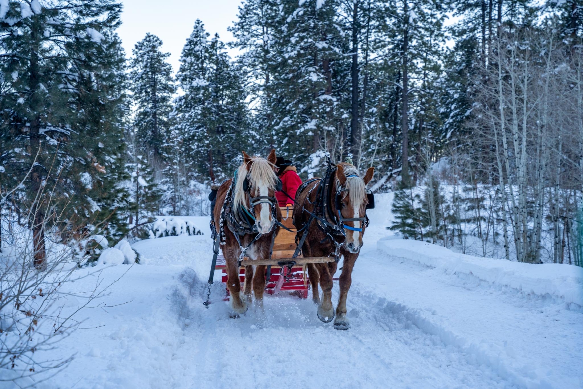 Sleigh Riding at Bears Ranch Credit Nick Kogas Visit Durango