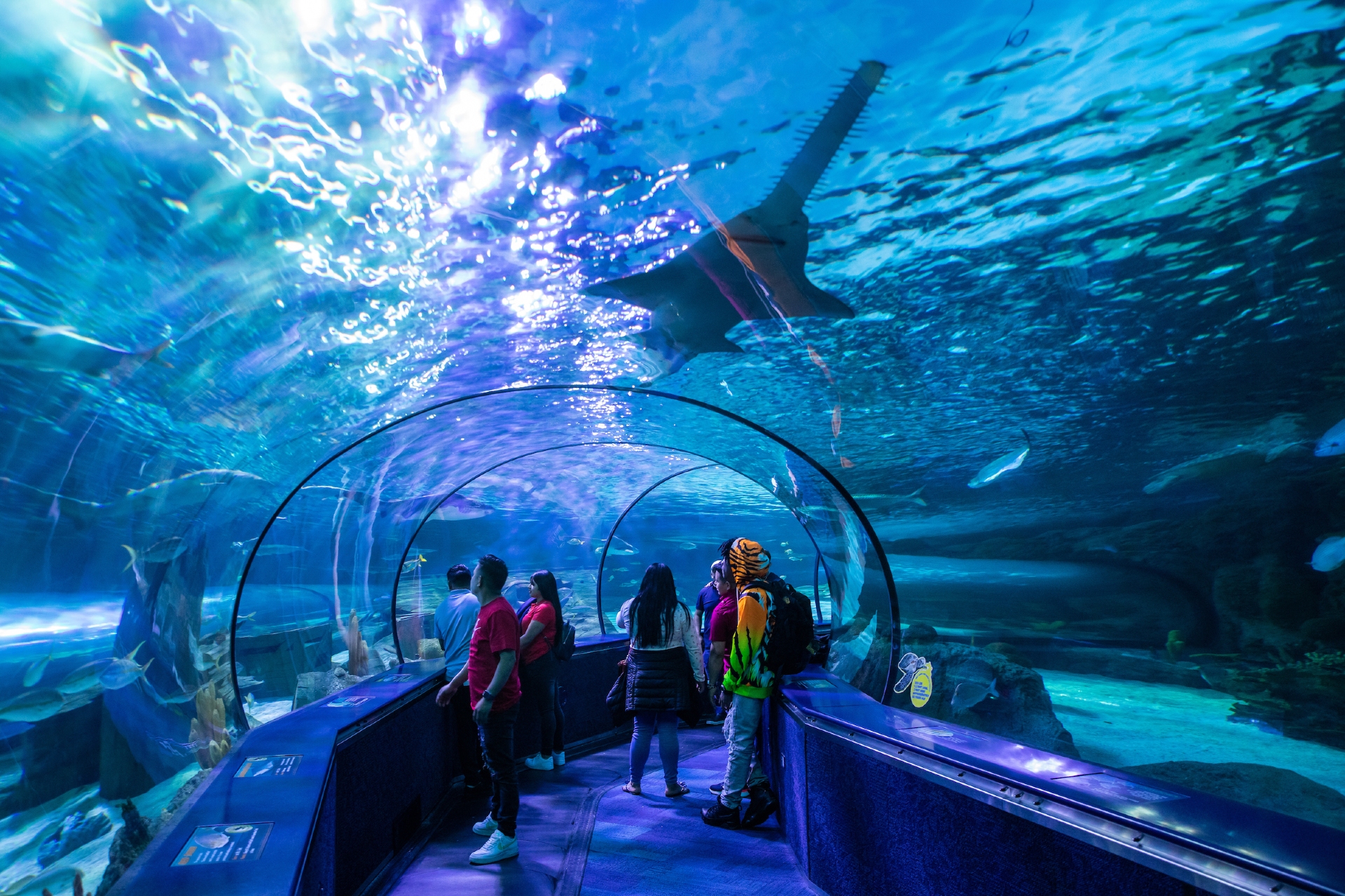 RipleysAquarium Image By Visit Myrtle Beach SC