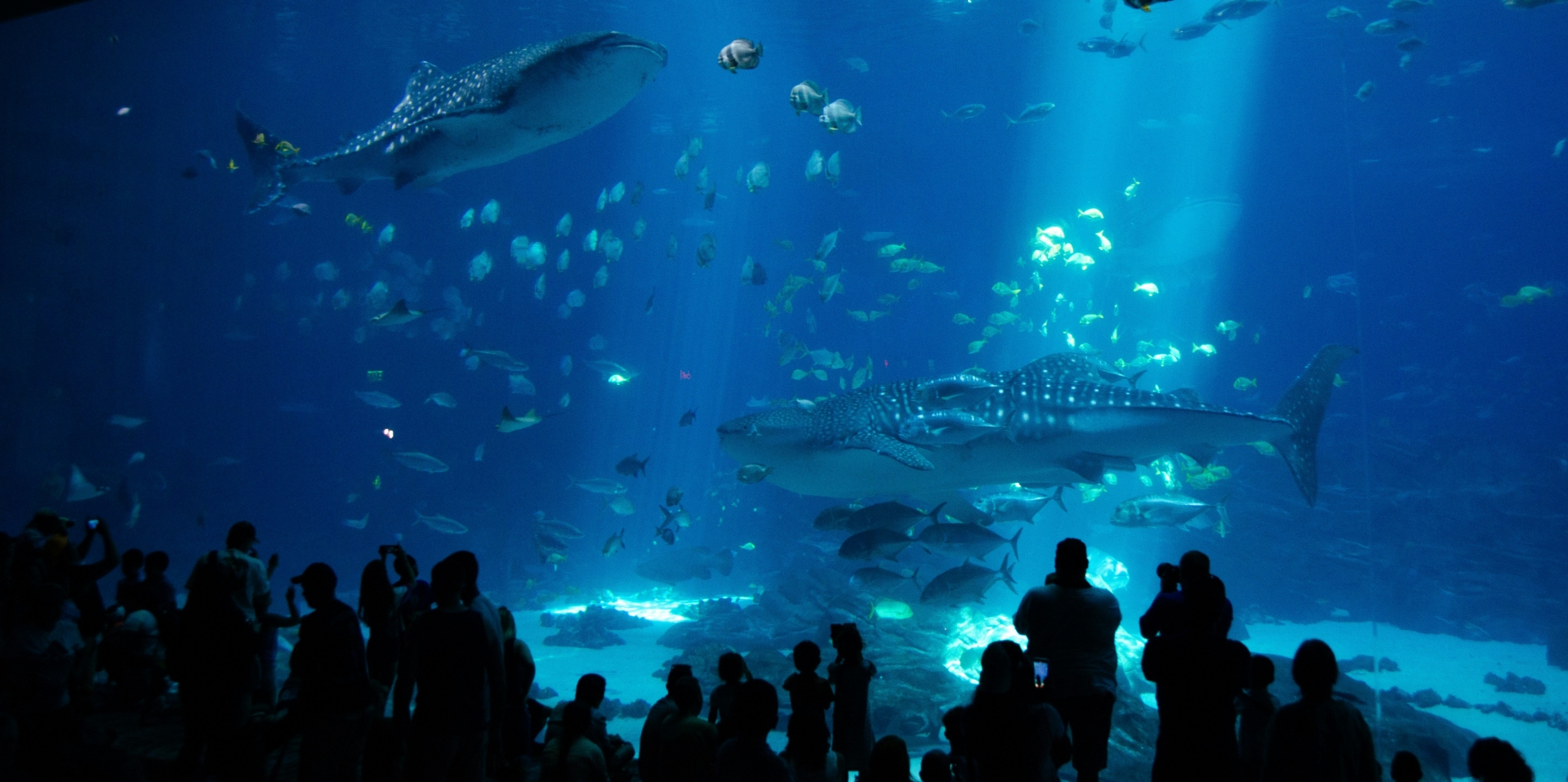 Baker Street Aquarium with Whale Sharks Atlanta Georgia Image By nadine marfurt unsplash