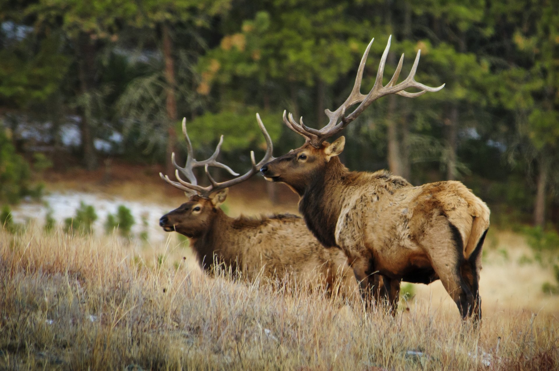 Elk at Wind Cave National Park, South Dakota
