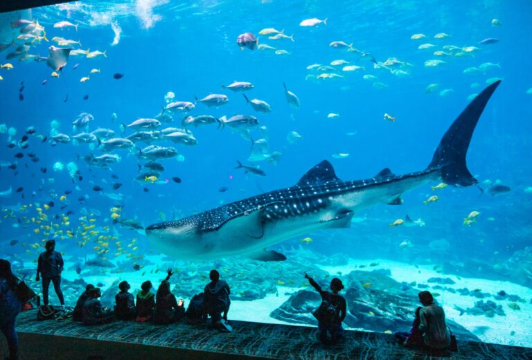 Georgia Aquarium Atlanta 2 Photo Credit Georgia Aquarium Courtesy of Atlanta CVB