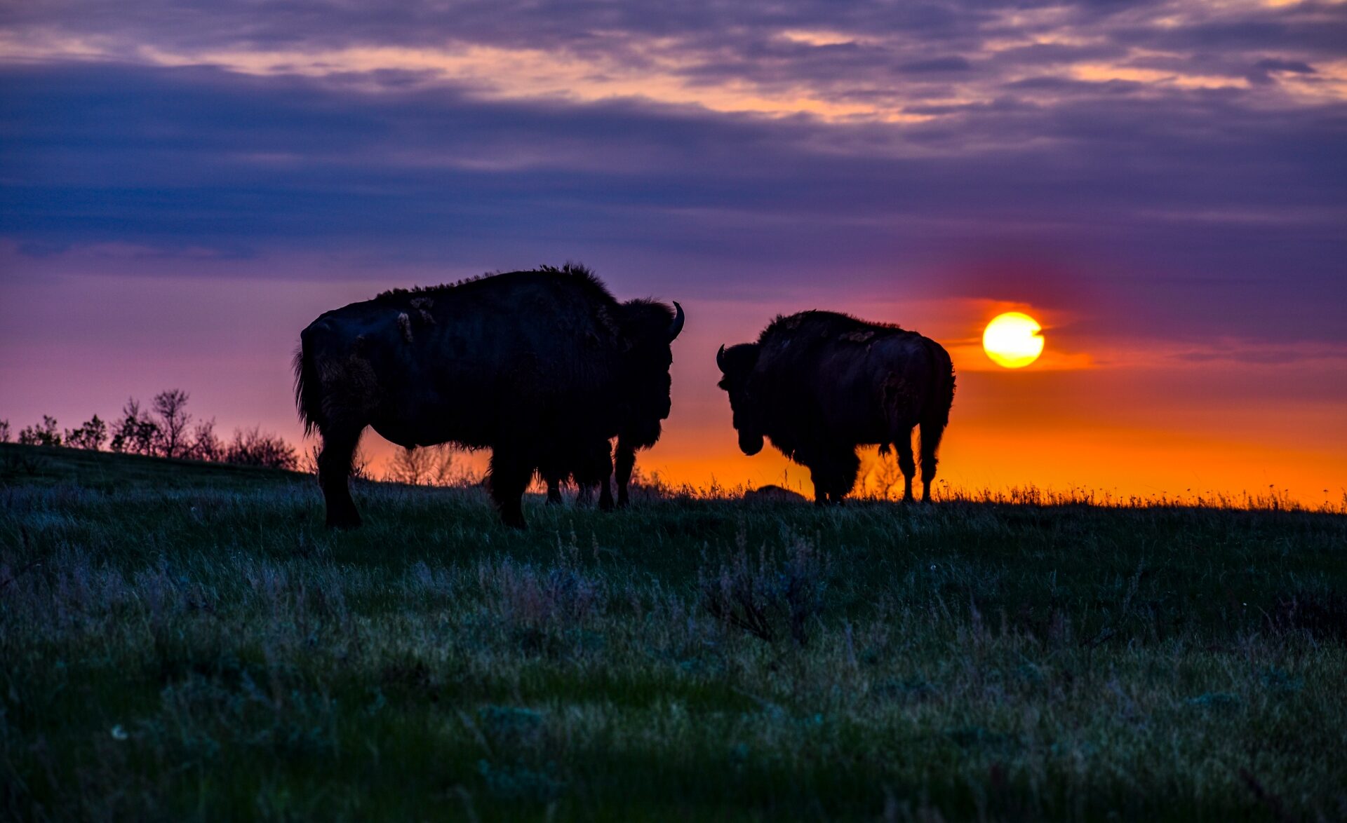Bison at sunset Image By North Dakota Be Legendary DSC 0601 CC e1740978954722