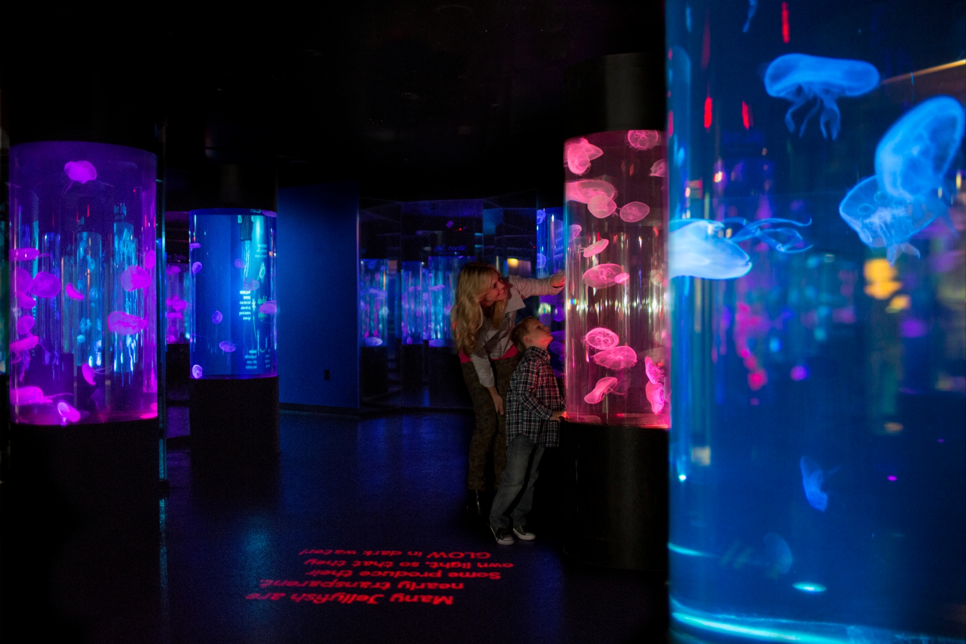 Bloominton MN Sea Life Minnesota Aquarium Image By Bloomington Convention Visitors Bureau The Tour Operator