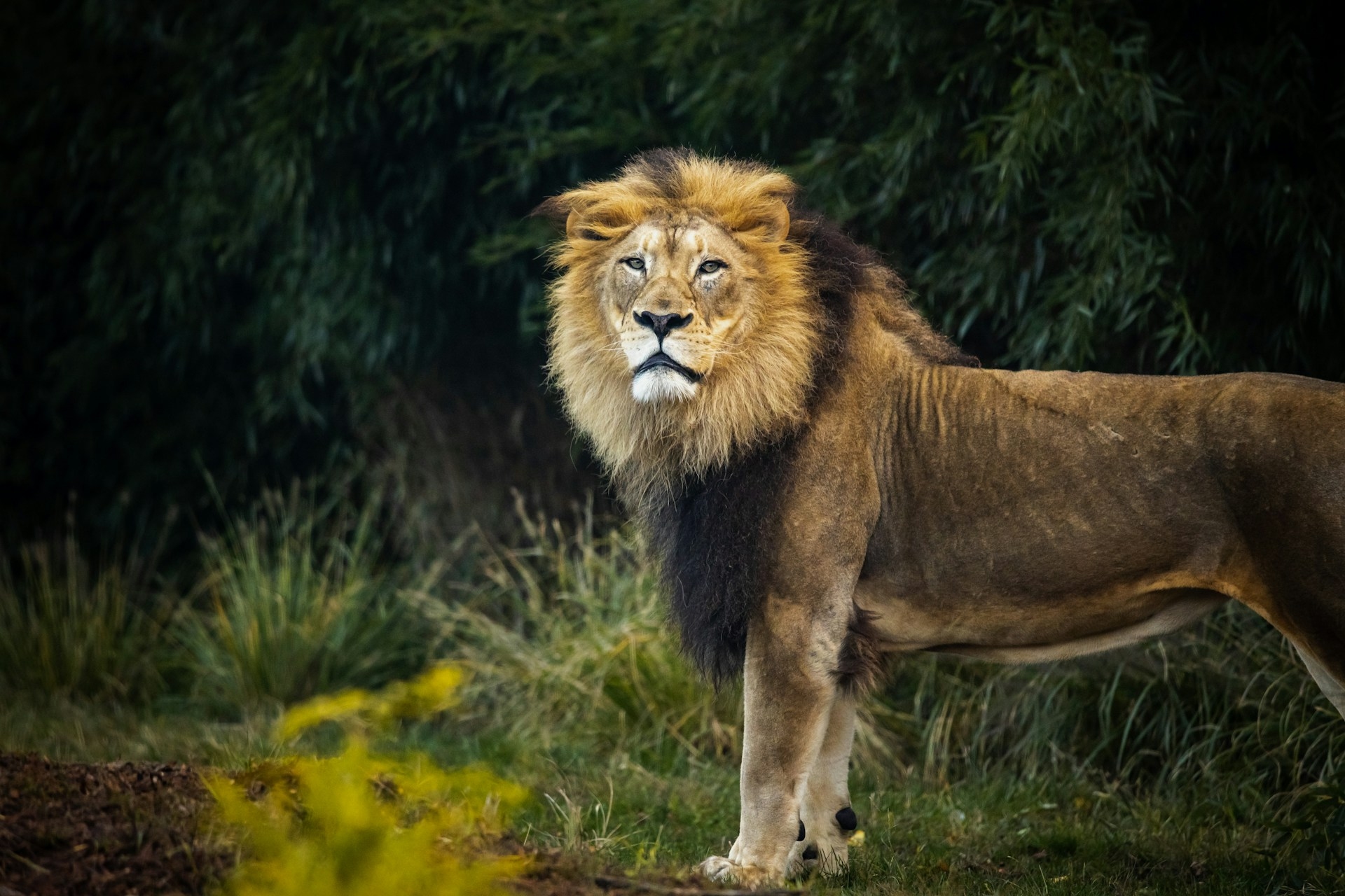 Cincinnati Zoo Botanical Gardens OH Image By michael bowman unsplash