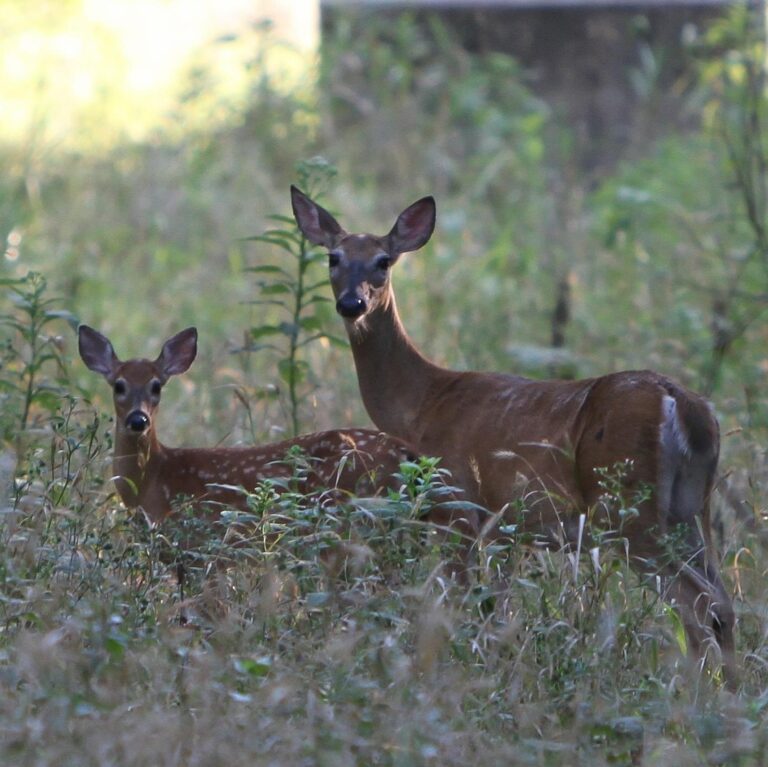 Deer Oklahoma Wildlife OK Image by secarter from Pixabay e1741943317554