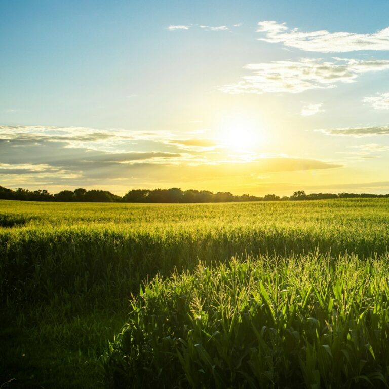 Iowa Corn Fields Image By demian tejeda benitez unsplash e1742262519449