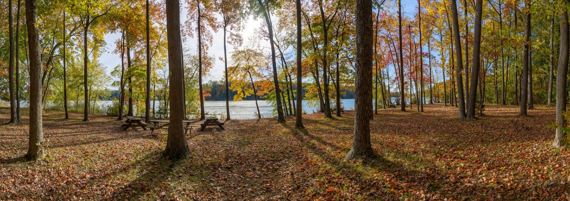 Lums Pond State Park Bear DE Image by david dibert unsplash