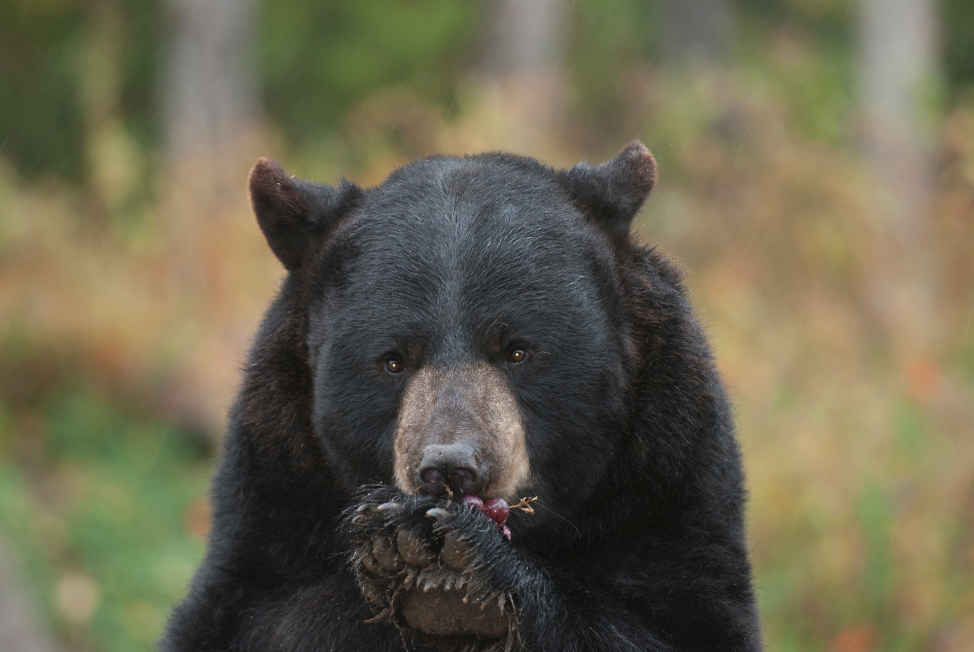 Minnesota International Bear Center in Ely Image By Explore Minnesota The Tour Operator