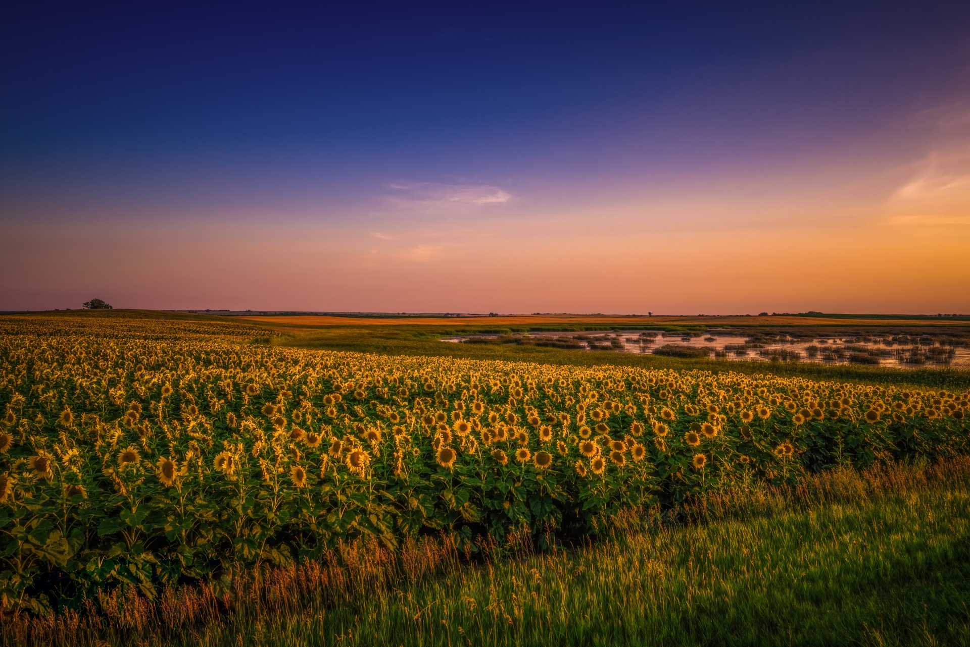 Sunset Sunflowers Image By North Dakota Be Legendary 1