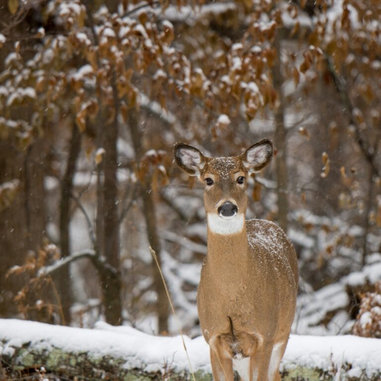 Whitetail doe Minnesota MN Image By robin lyon unsplash e1742789639429