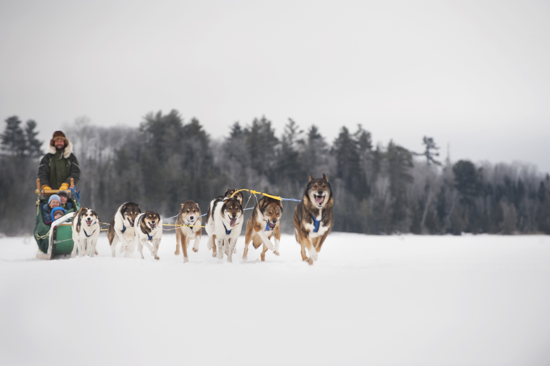photos minnesota Dog Sledding Gunflint Trail MN Image By Credit Layne Kennedy Explore Minnesota Image From The Tour Operator