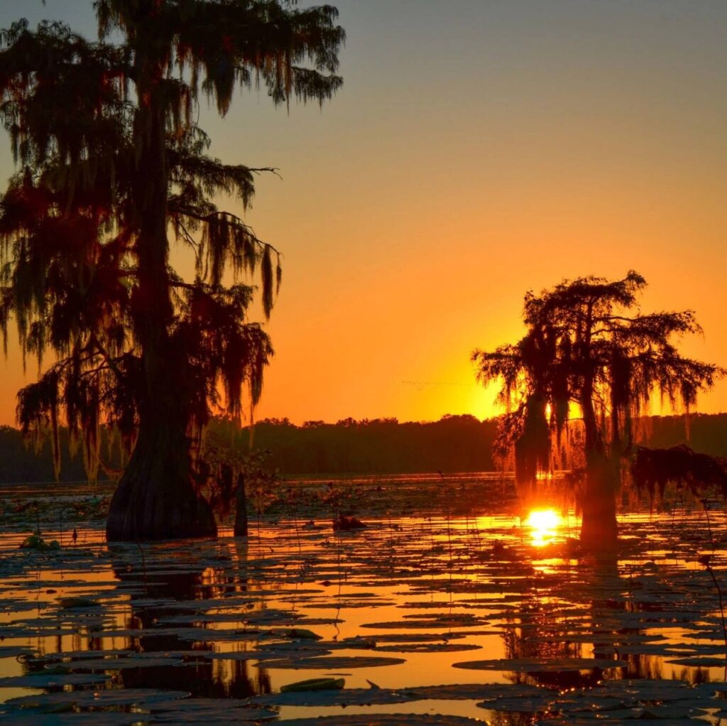Crash Course Cajun Swamp Louisana Image by Louisana Office of Tourism Travel South USA e1743733262782