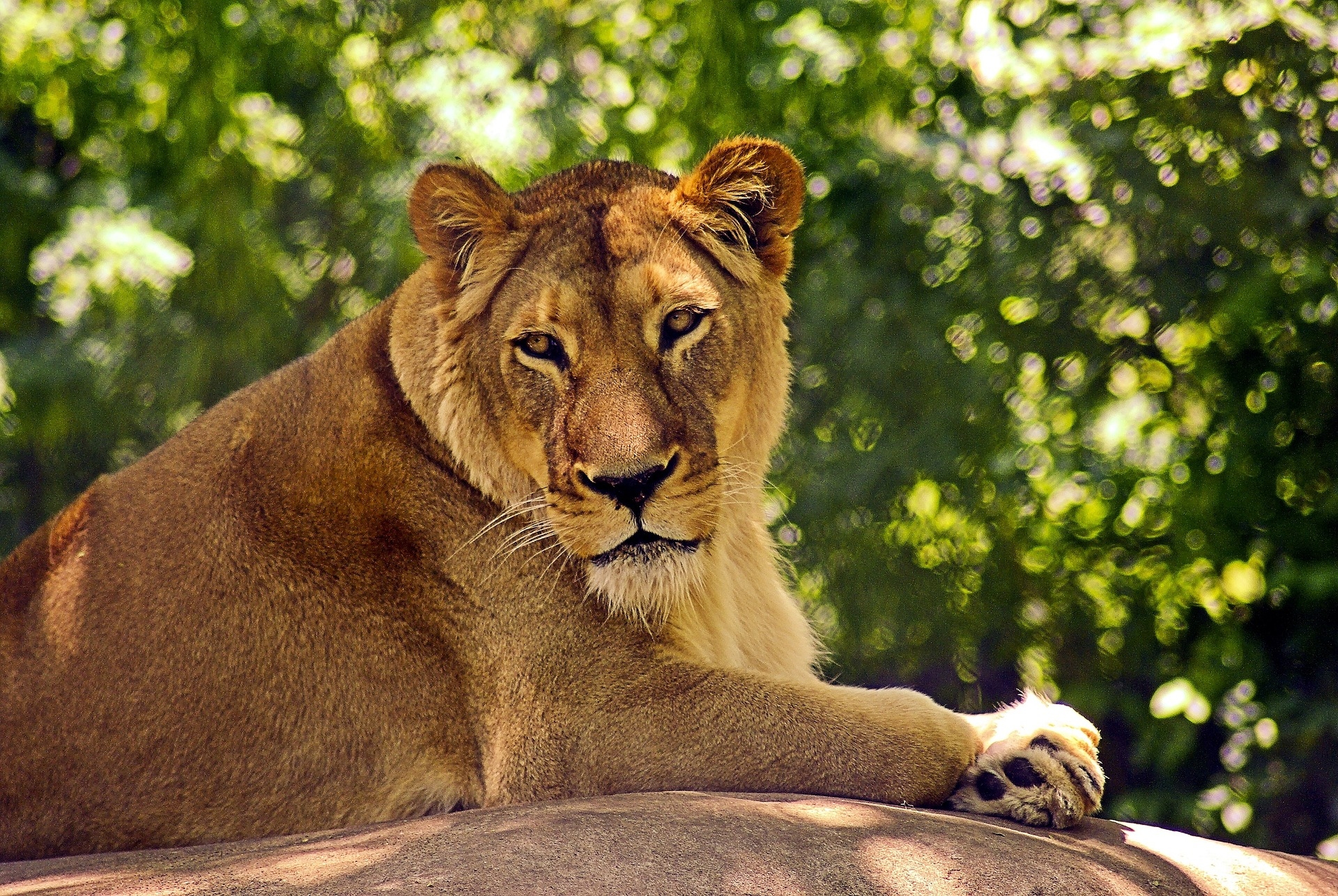 Lion at Madison Zoo Wisconsin Image by Mike Goad from Pixabay