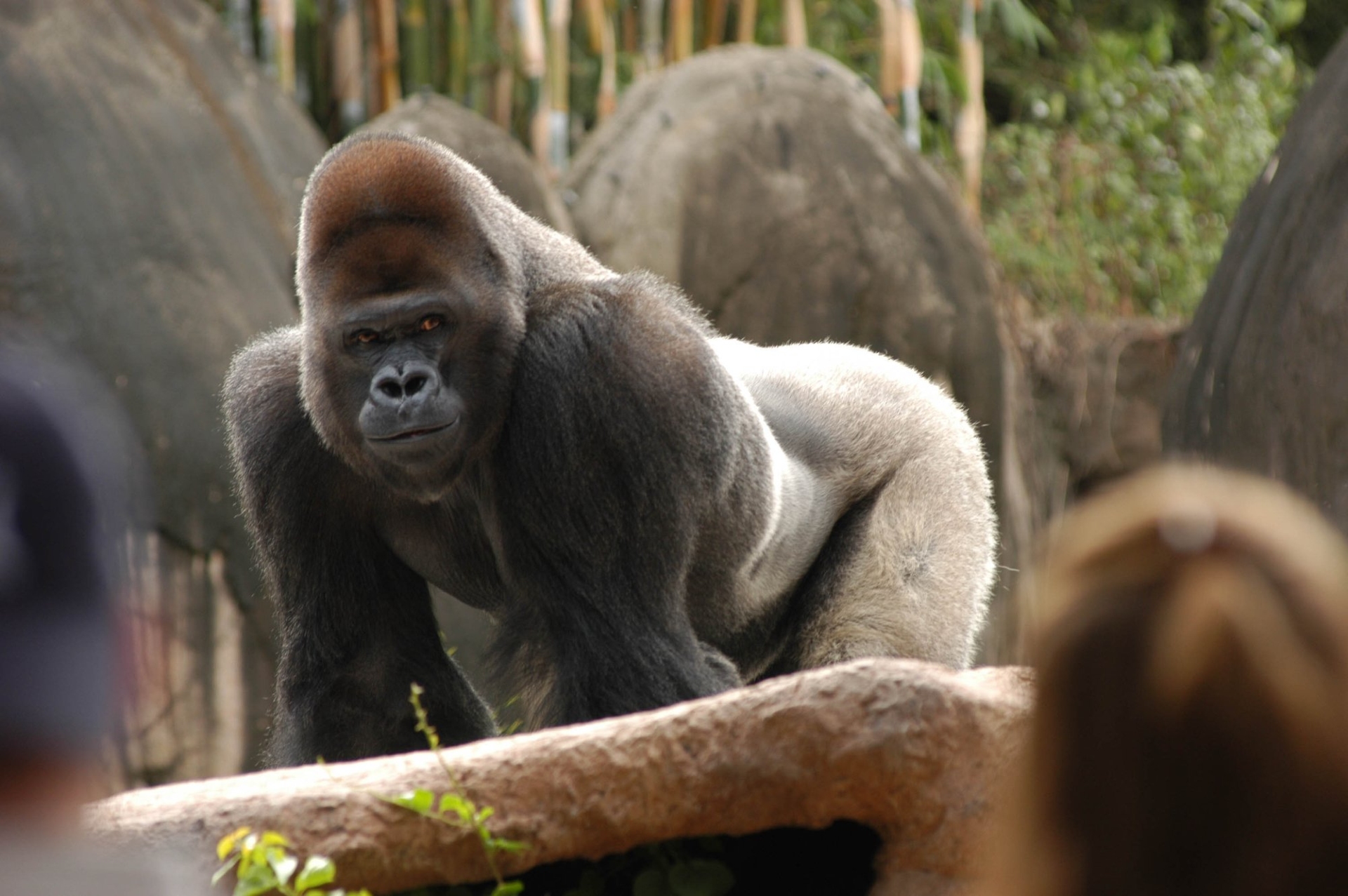 Louisiana New Orleans Zoo Gorilla Image by Louisiana Office of Tourism Travel South USA