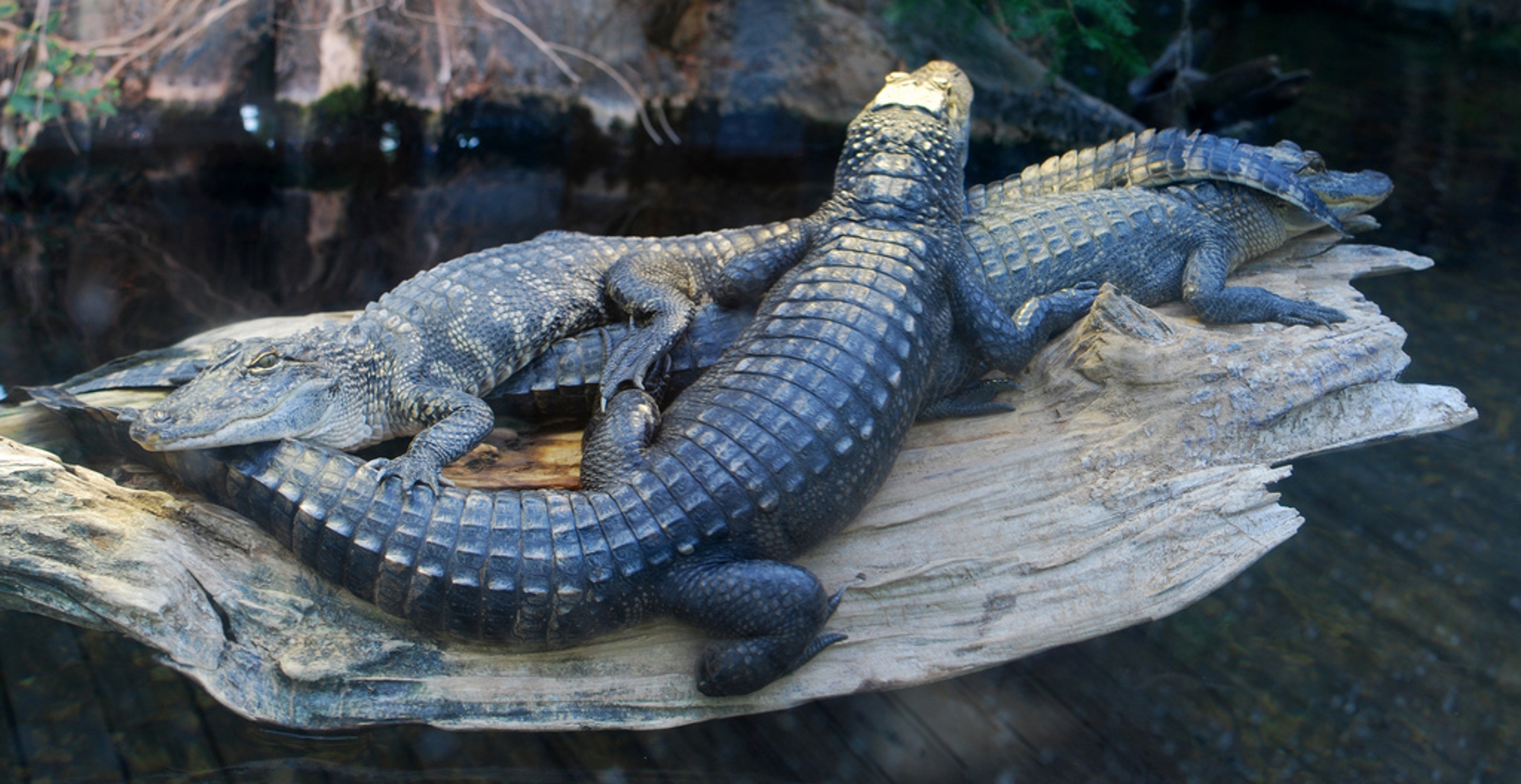 Mississippi Museum Natural Science Alligator Image by The Tour Operator Mississippi Division of Tourism