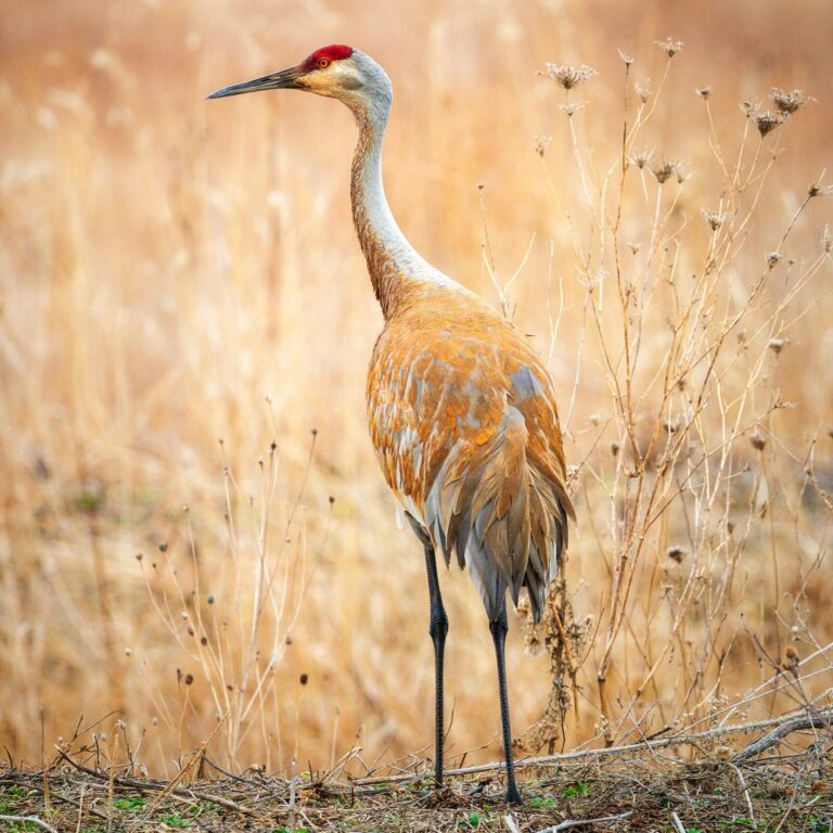 Sandhill Crane Wisconsin Image By dave hoefler unsplash scaled e1743463879418