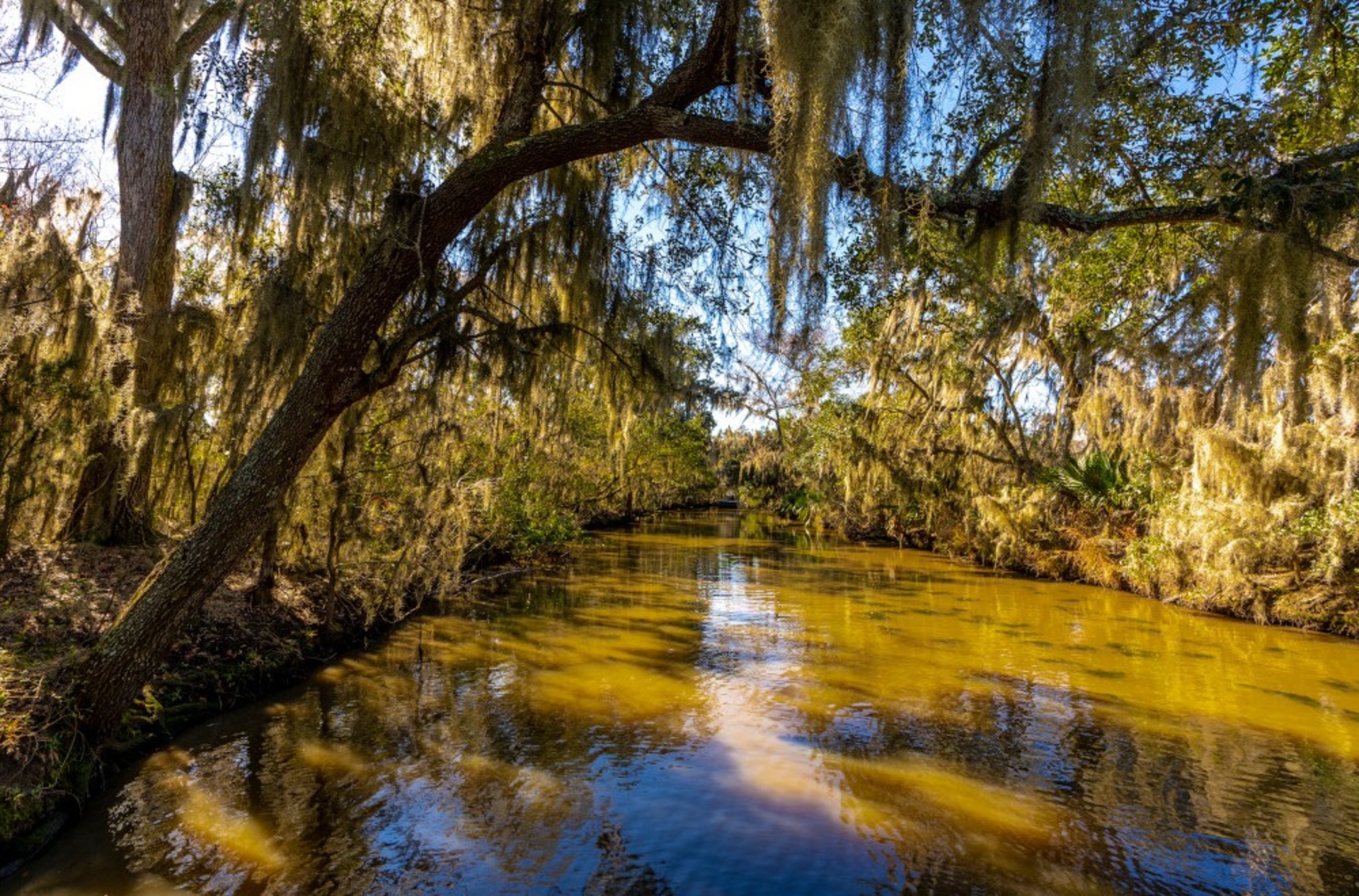 SwampTour Photo Credit Stephen Young NewOrleans.com