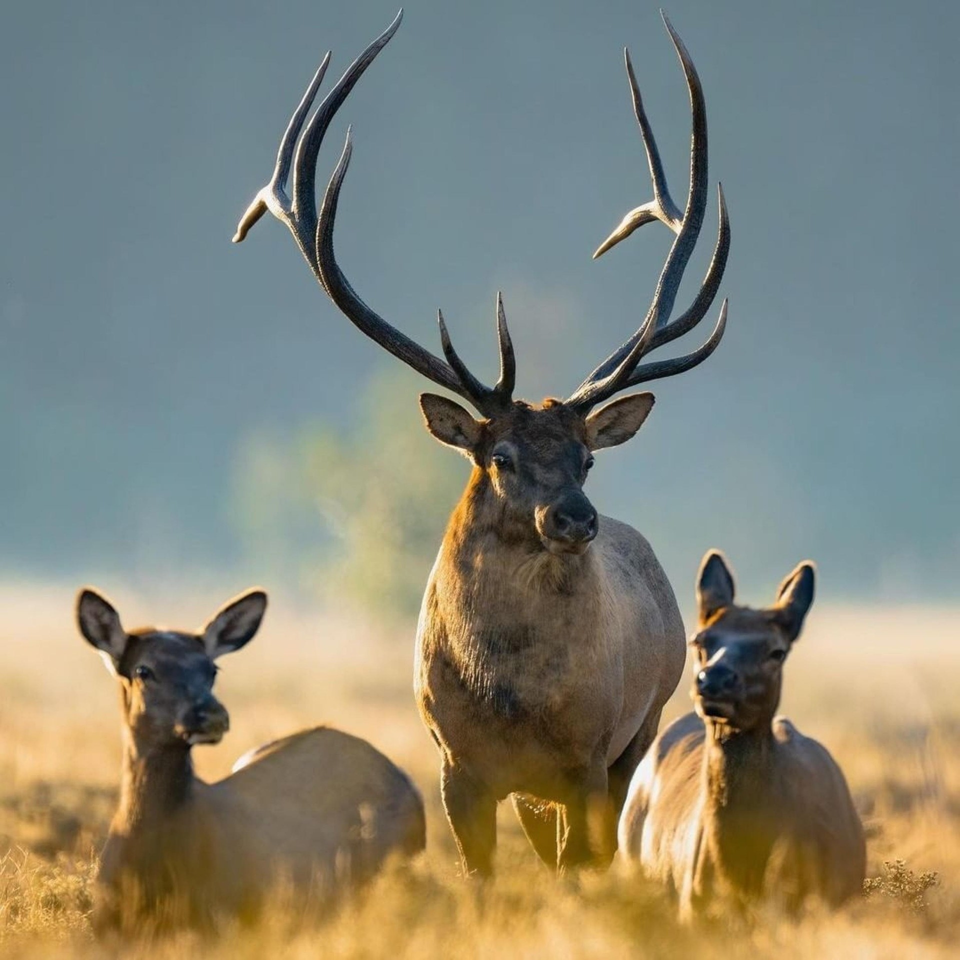 Deer Elk Image Yellowstone Wyoming Image by Ryan Haris from