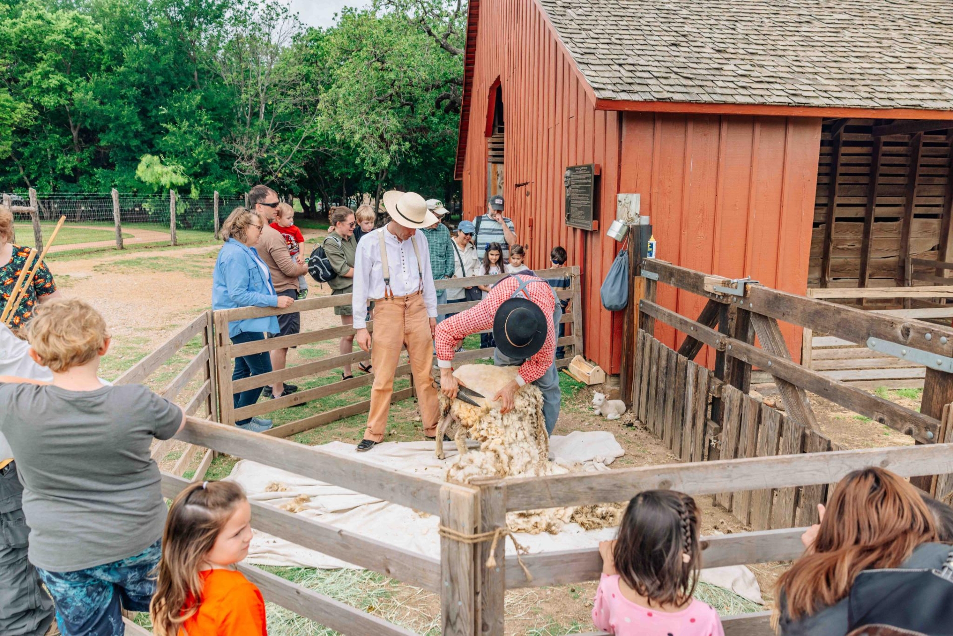 Nash Farm Sheep Shaving Courtesy Grapevine CVB