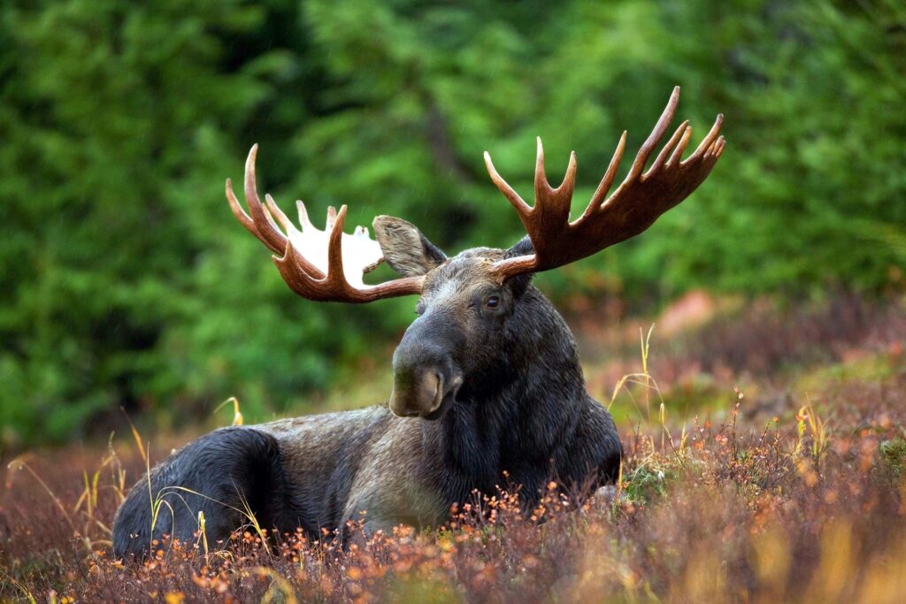 oose Yellowstone National Park 70254 1920 Image By Pixabay Free to use 1