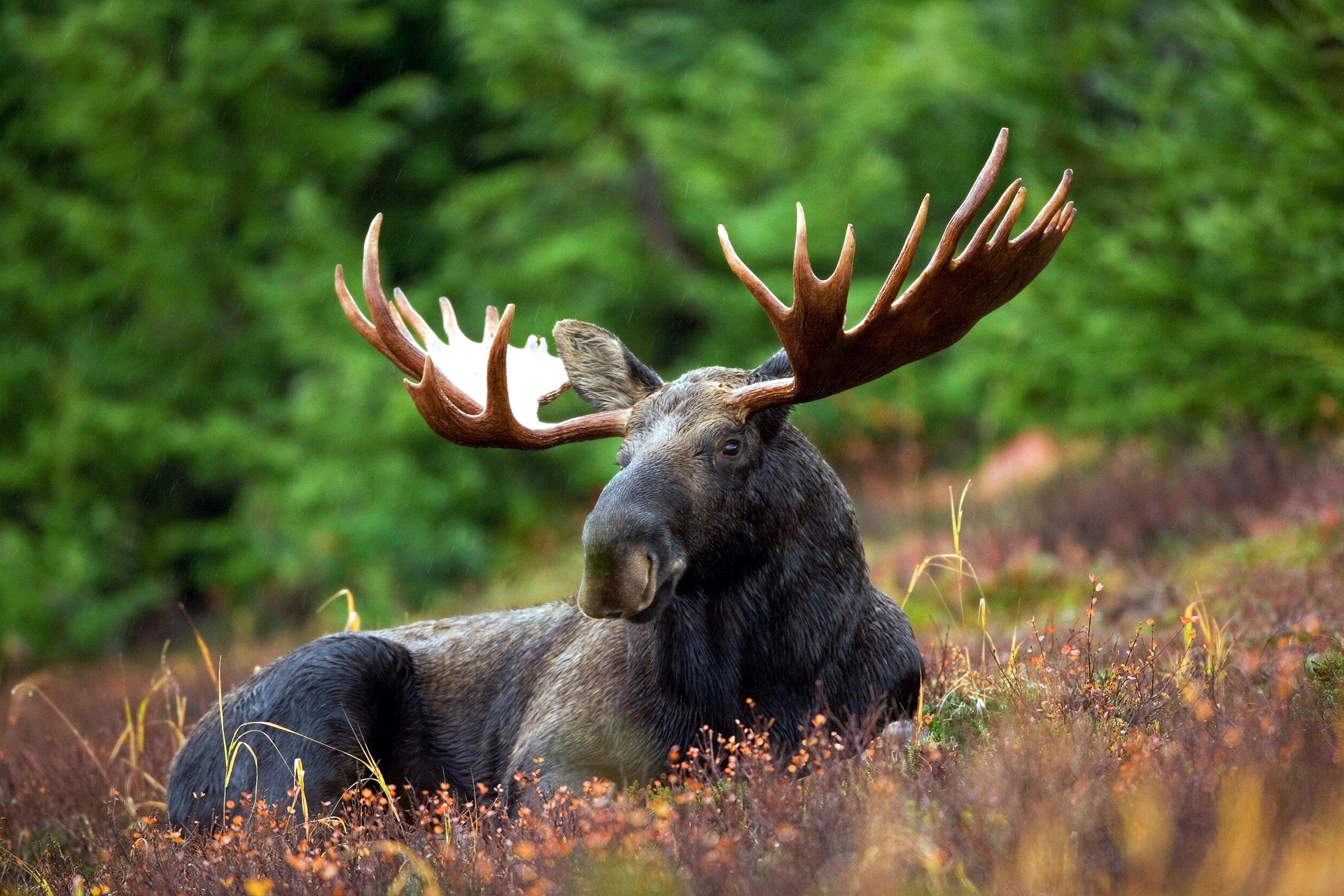 oose Yellowstone National Park 70254 1920 Image By Pixabay Free to use 1