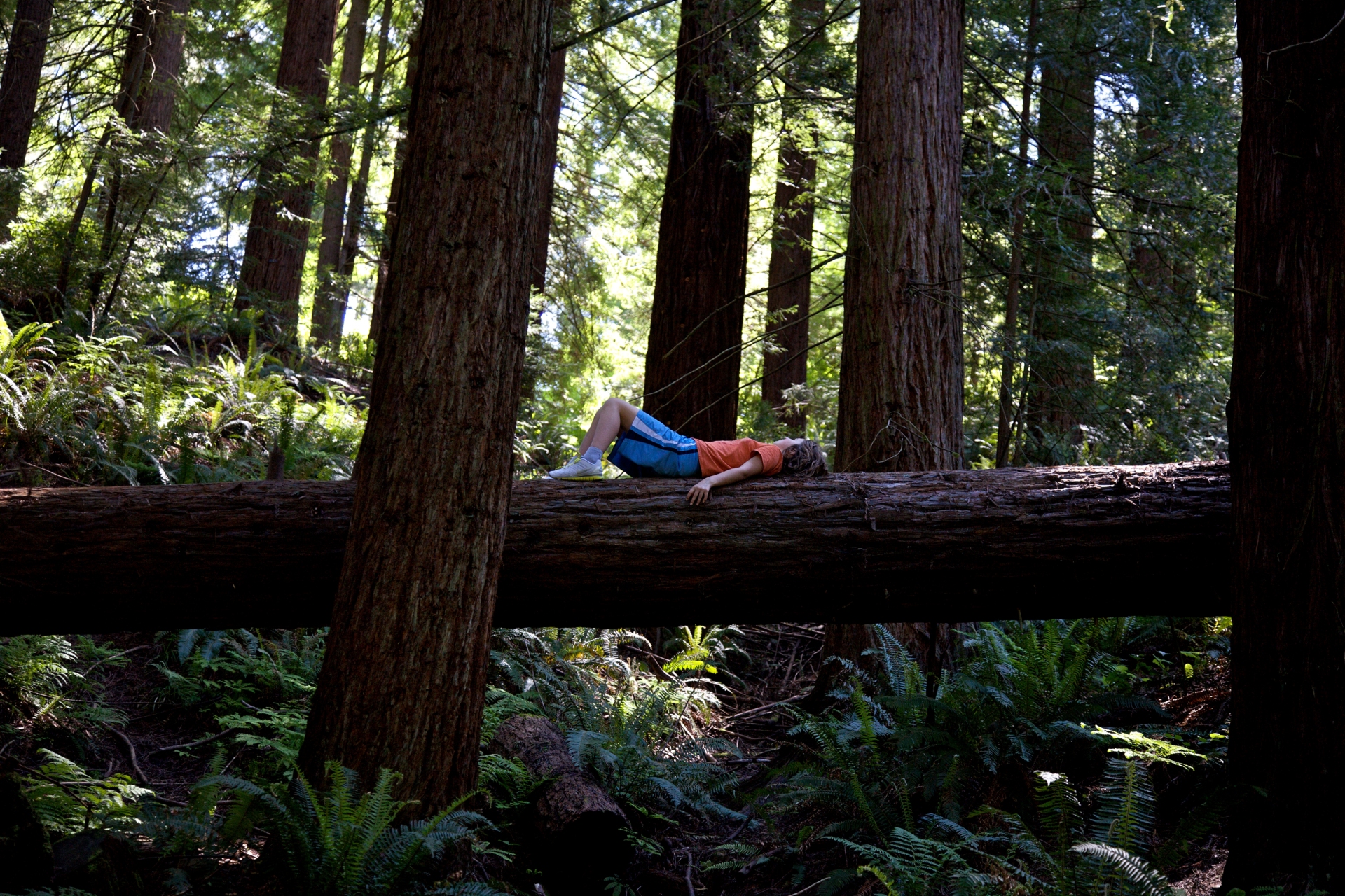 Forest Park Portland OR Image By Travel Portland