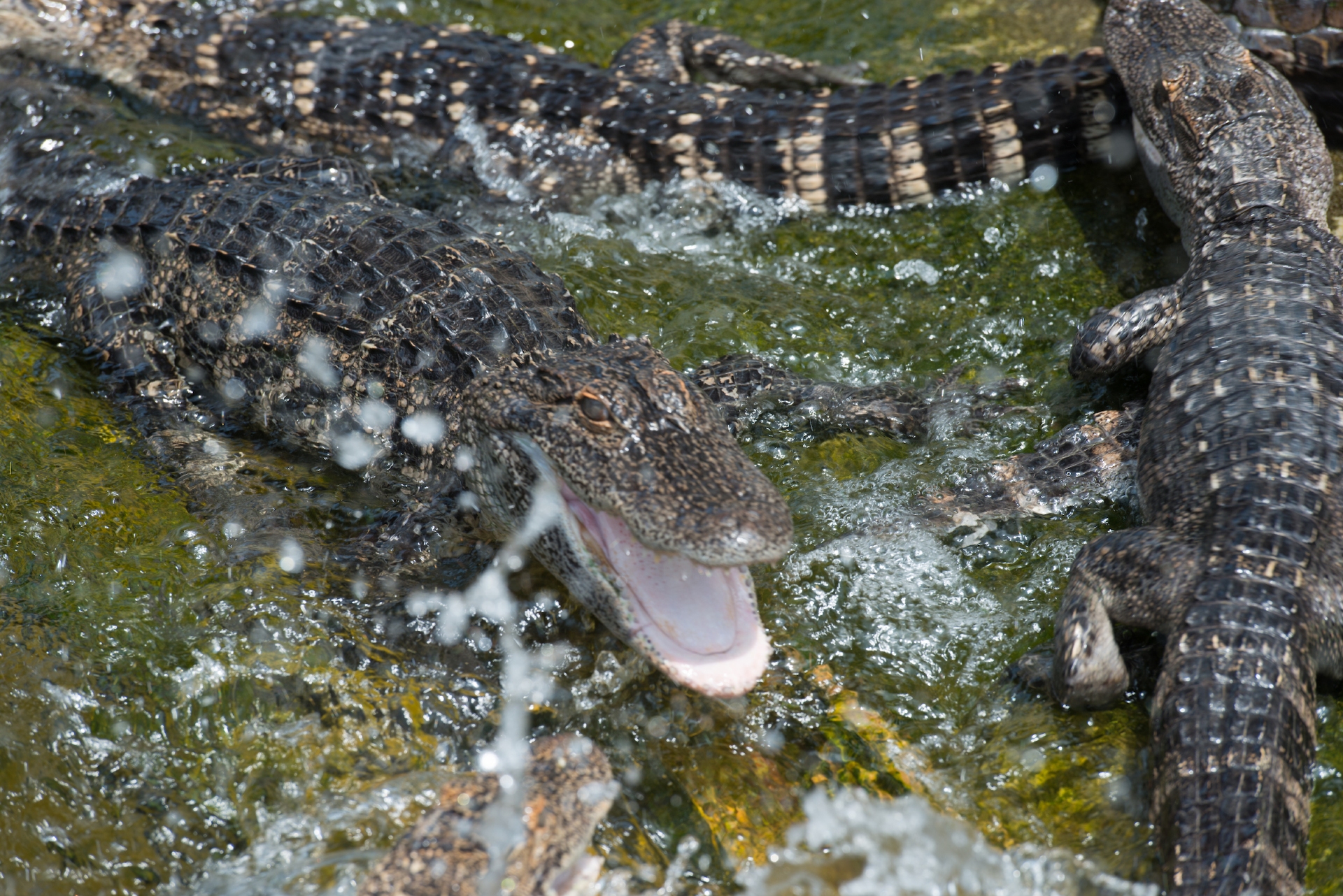 Alligator Adventure Photot Credit Jo Carr Photography Visit Myrtle Beach