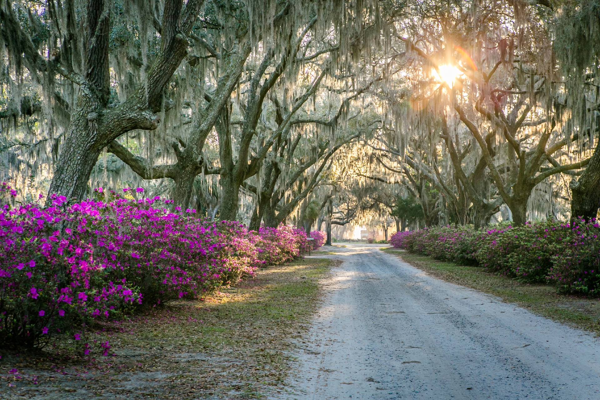 Bonaventure Azaleas Photo Credit Casey Jones Visit Savannah