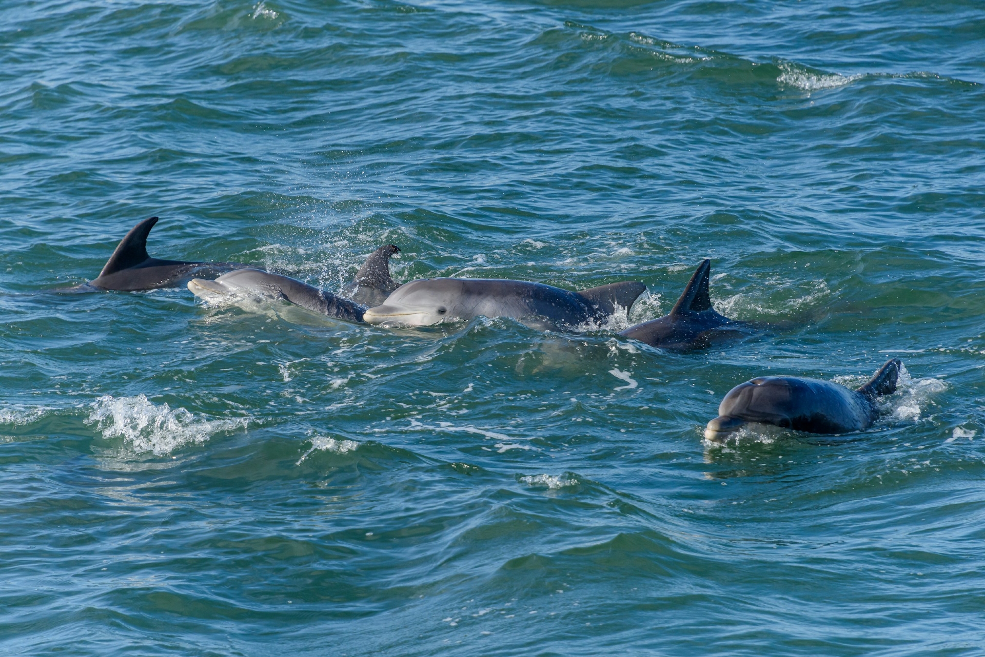 Dolphin Pod USA West Coast Image By steve adams MF unsplash