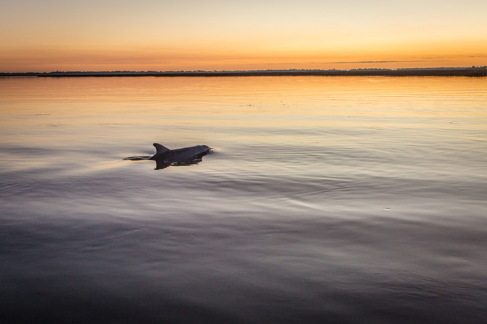 Dolphin at Little Tybee Beach Photo Credit Casey Jones Visit Savannah