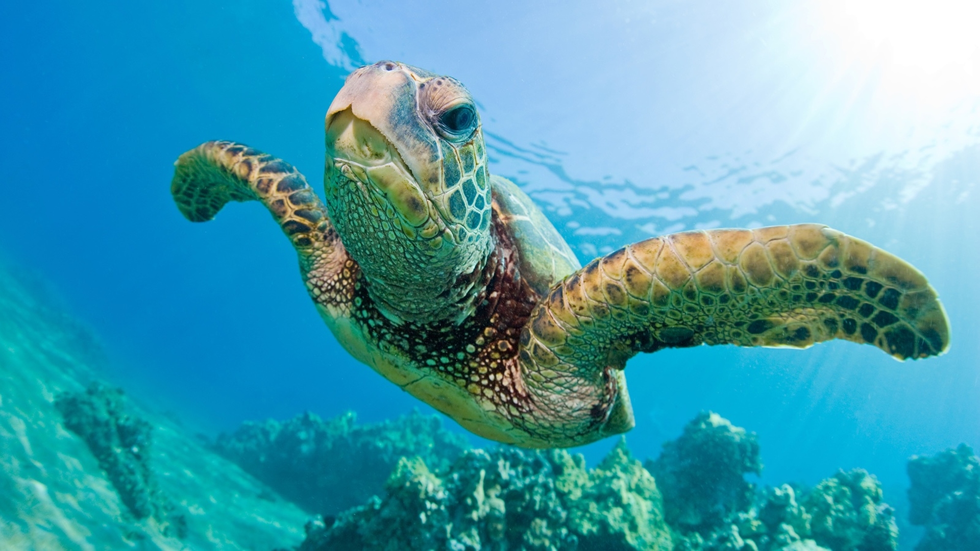 Sea Turtles Tybee Island Marine Science Center Credit Tybee Island Marince Science Center Visit Savannah