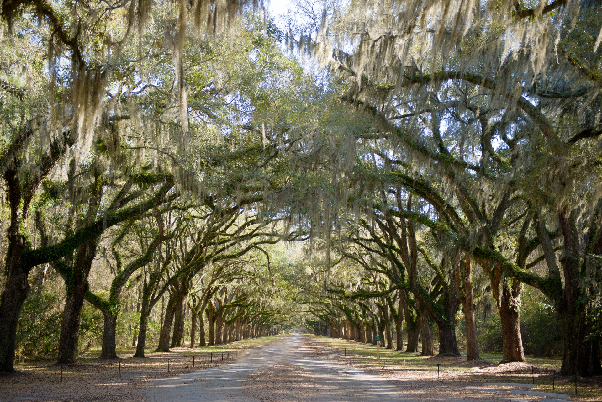 Wormsloe Photo Credit Dylan Wilson Visit Savannah