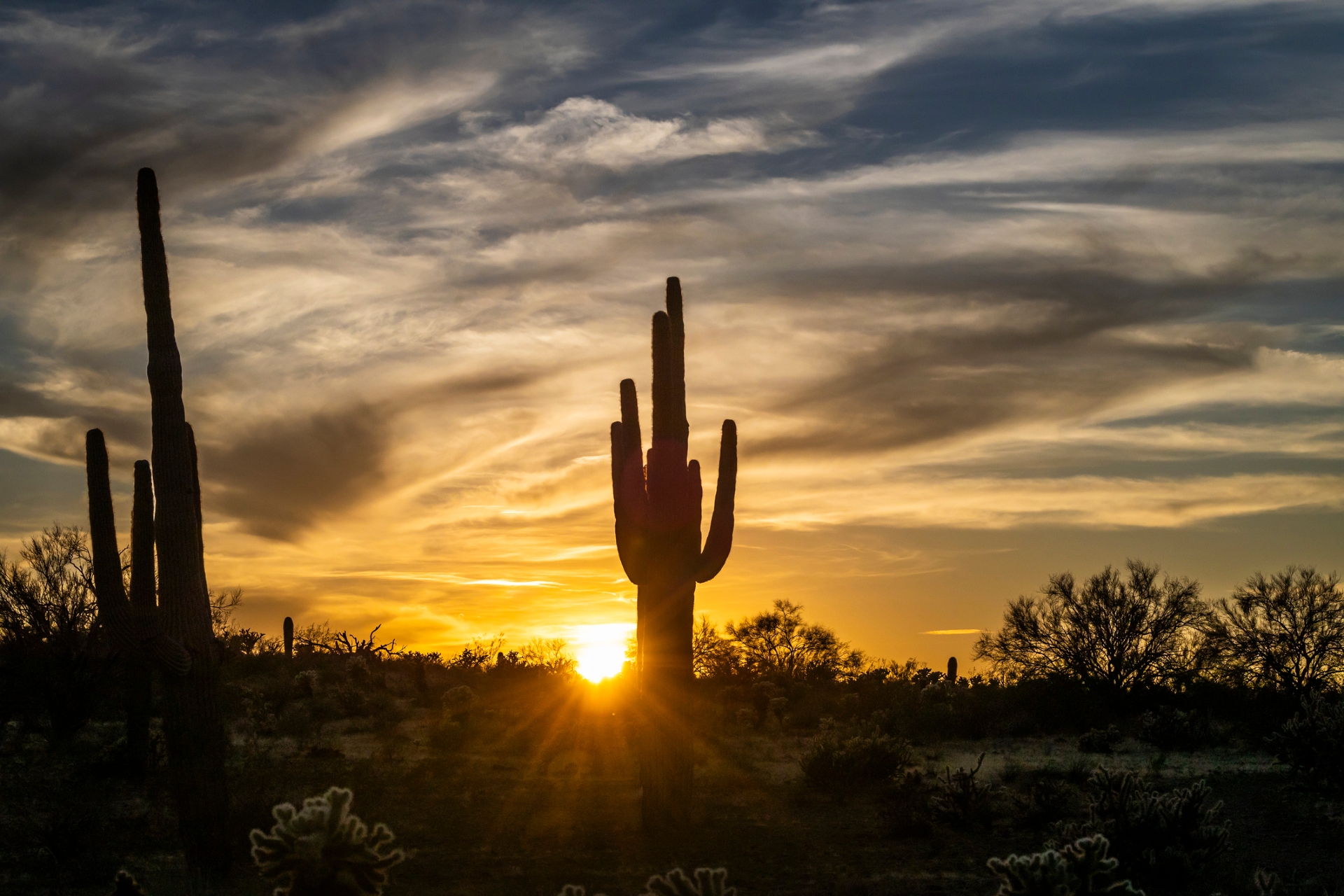 Arizona catus Image By purchased iStock 2065738966