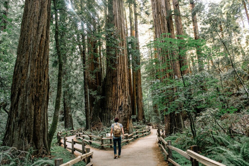Muir Woods CA Image By caleb jones unsplash