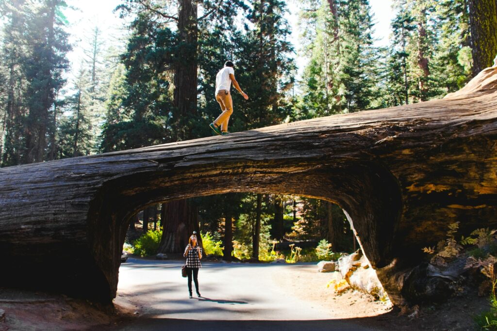 Sequoia National Park 2 CA Image by zachary tan unsplash 1