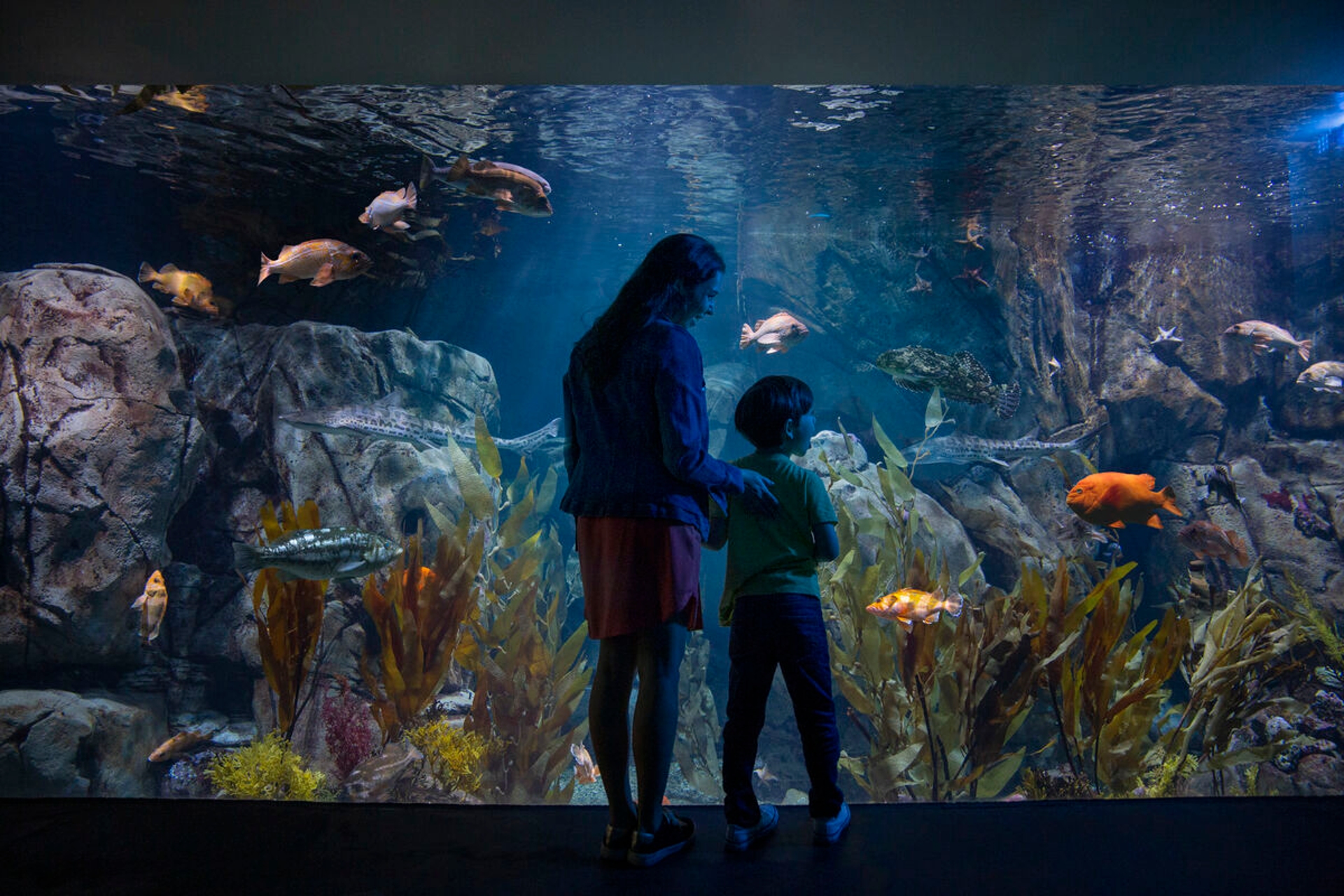 Aquarium of the Pacific LA Amber Forest Image By Go City Pass