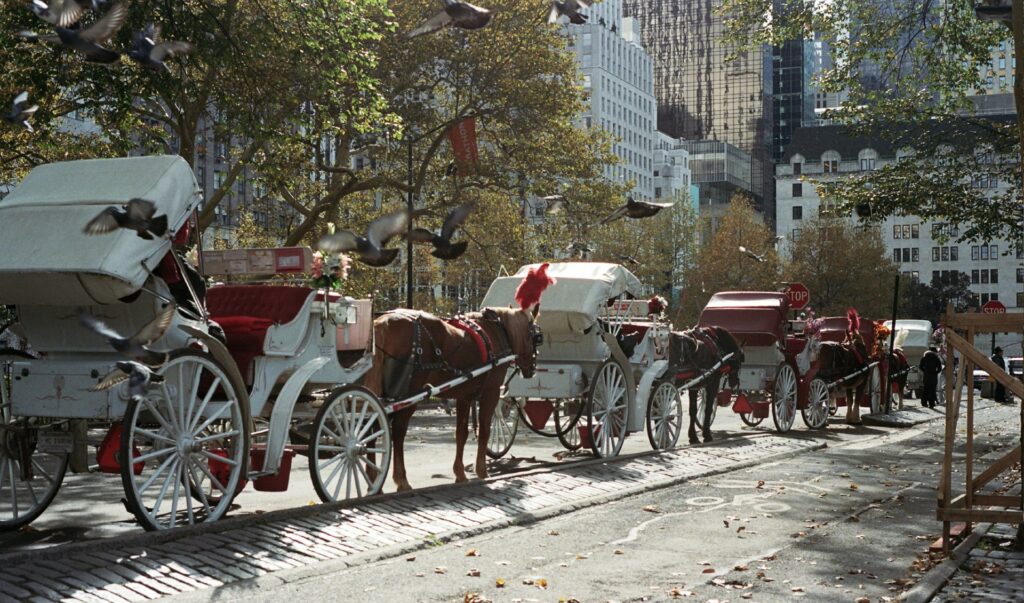 Horse Carriage in New York Image By gavin wilson unsplash e1764200818965