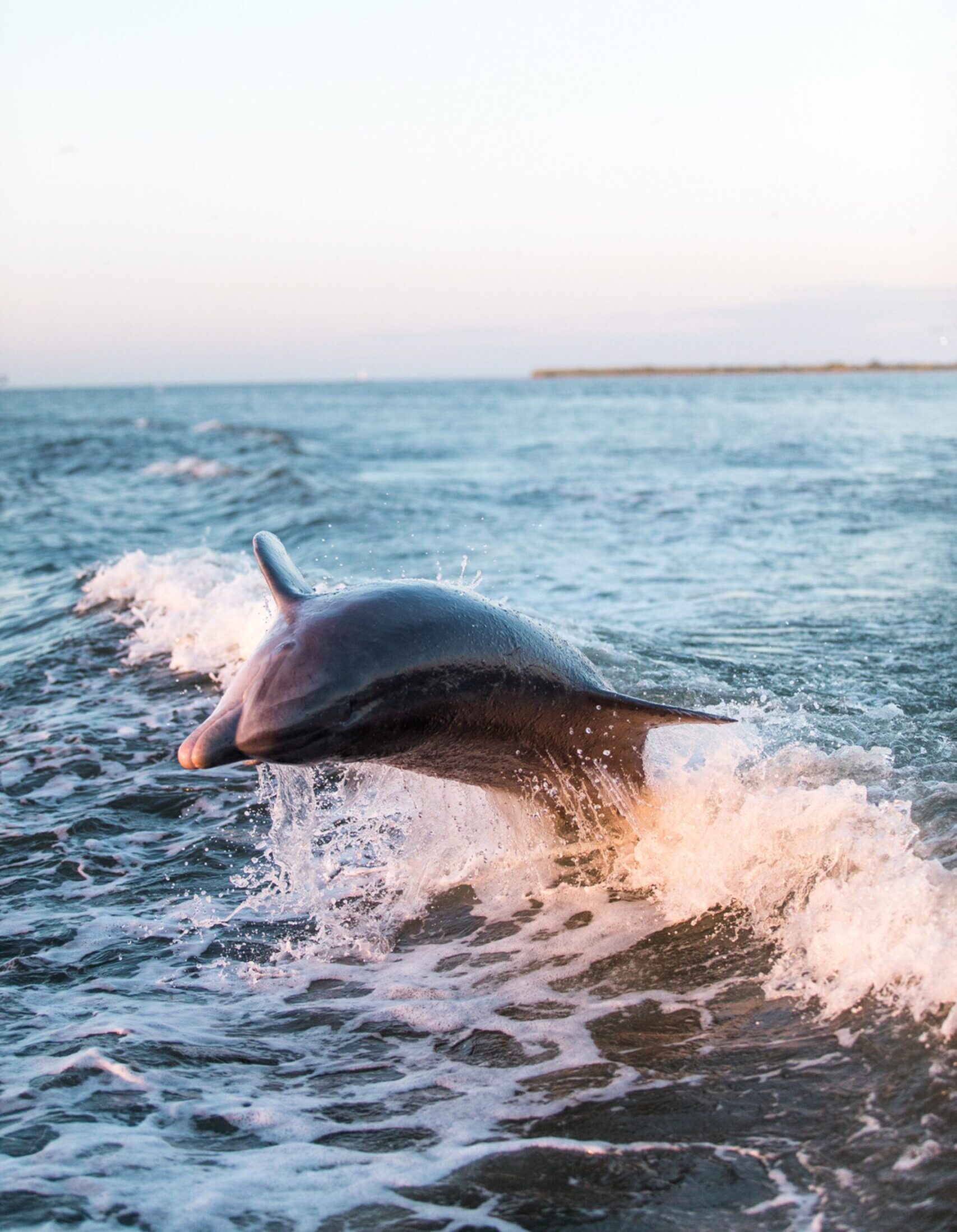 Courtesy of Captain Dereks Dolphin Adventure Savannah GA Image By Visit Savannah scaled e1772693202365