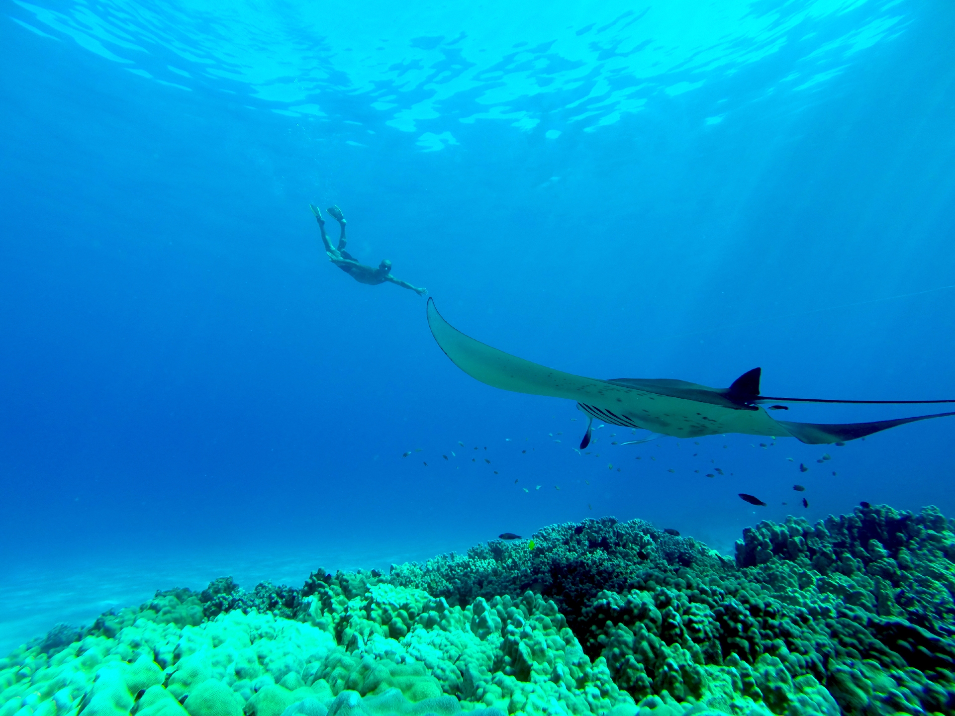 Manta Ray Snorkelling Courtesy Hawaii Tourism Authority
