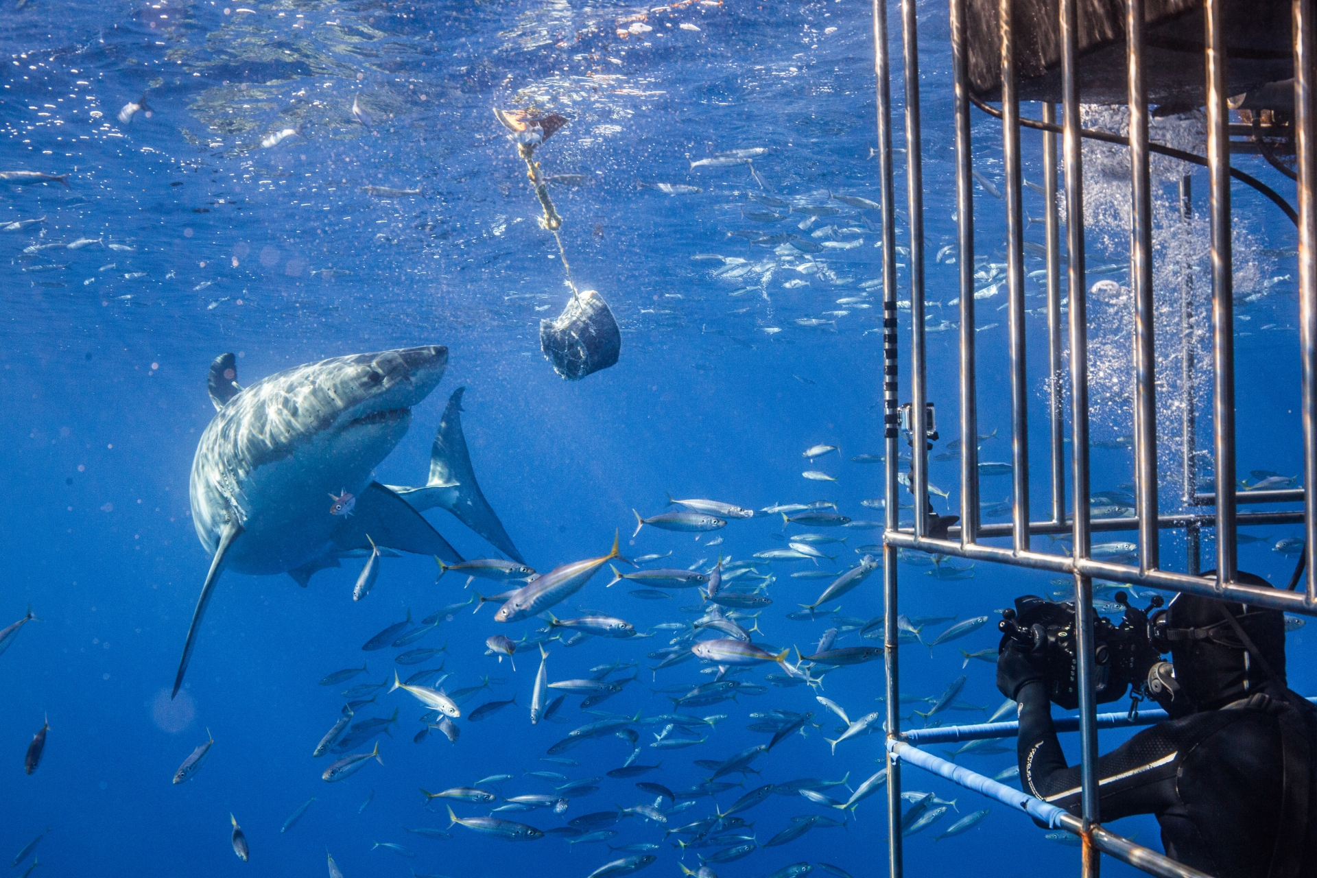 Shark Cage underwater expericence HI Purchased from iStock 1165915682
