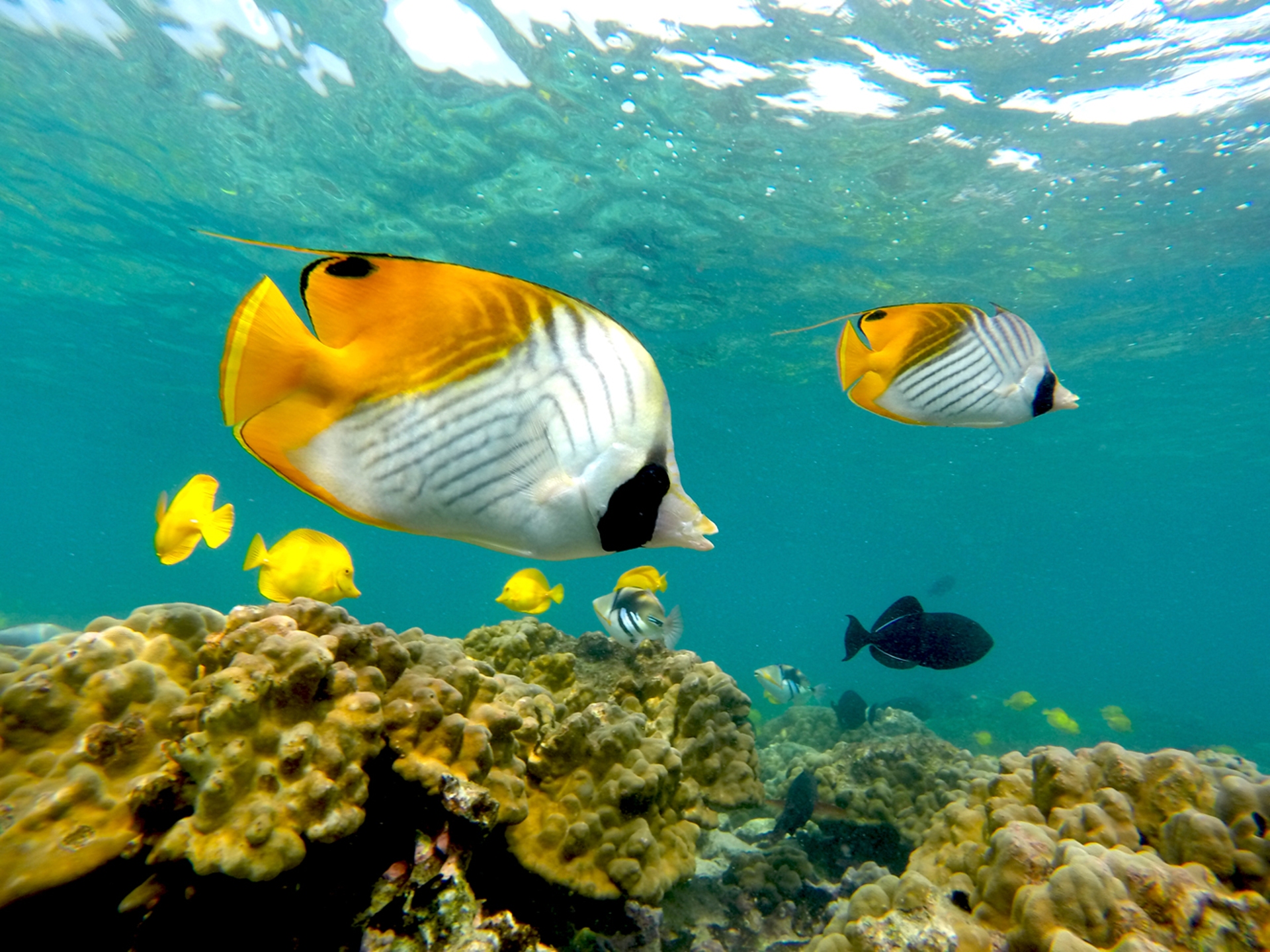 Snorkelling Courtesy Hawaii Tourism Authority
