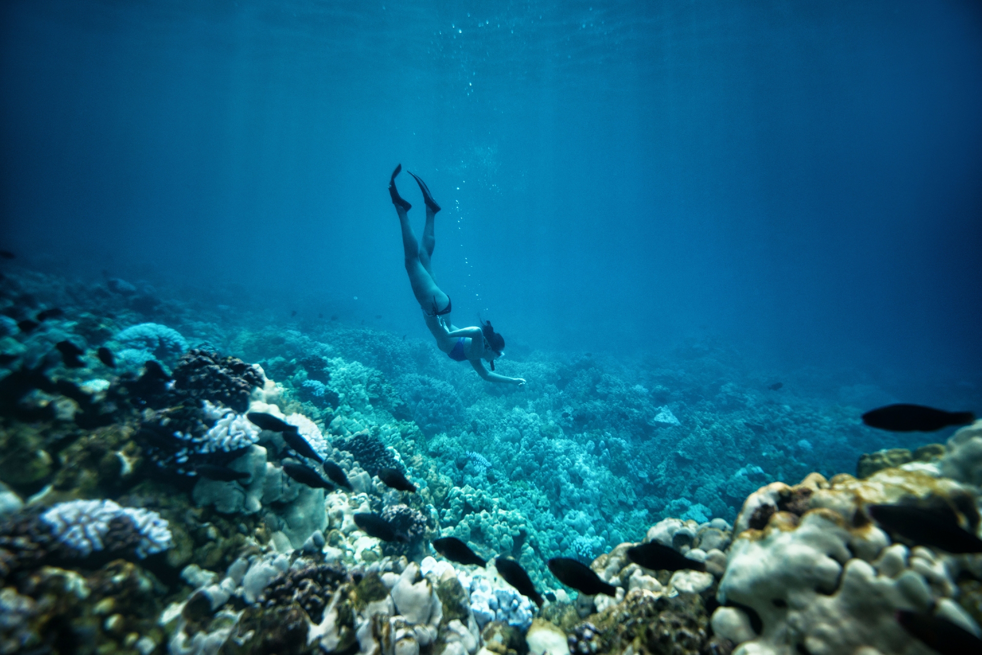 Snorkelling Hawaii Photo Courtesy of Hawaii Tourism Authority Tyler Schmitt
