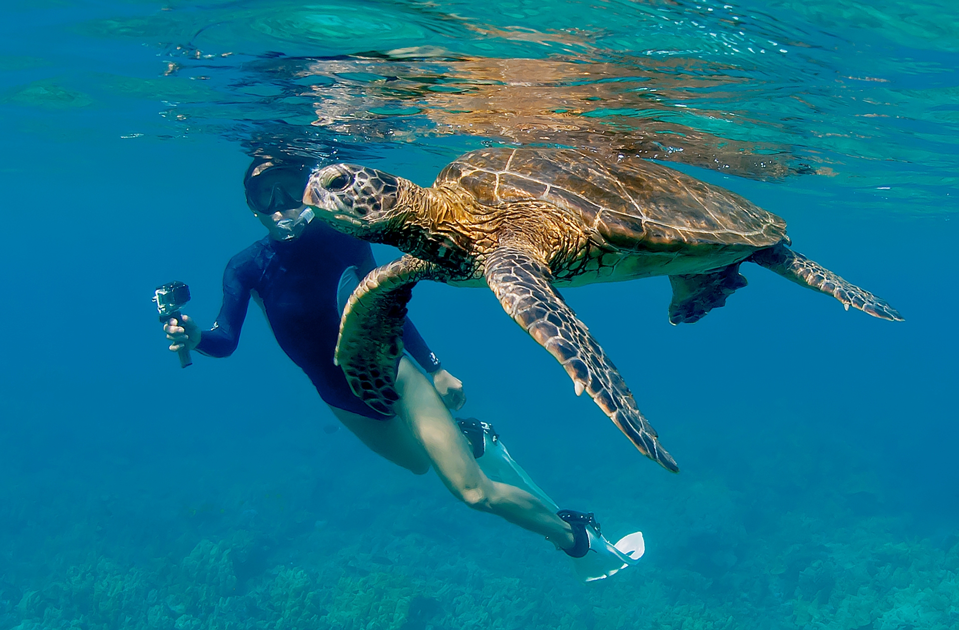 Snorkelling with an Hawaiian Sea Turtle Hawaii Image Purchased from iStock 517498615