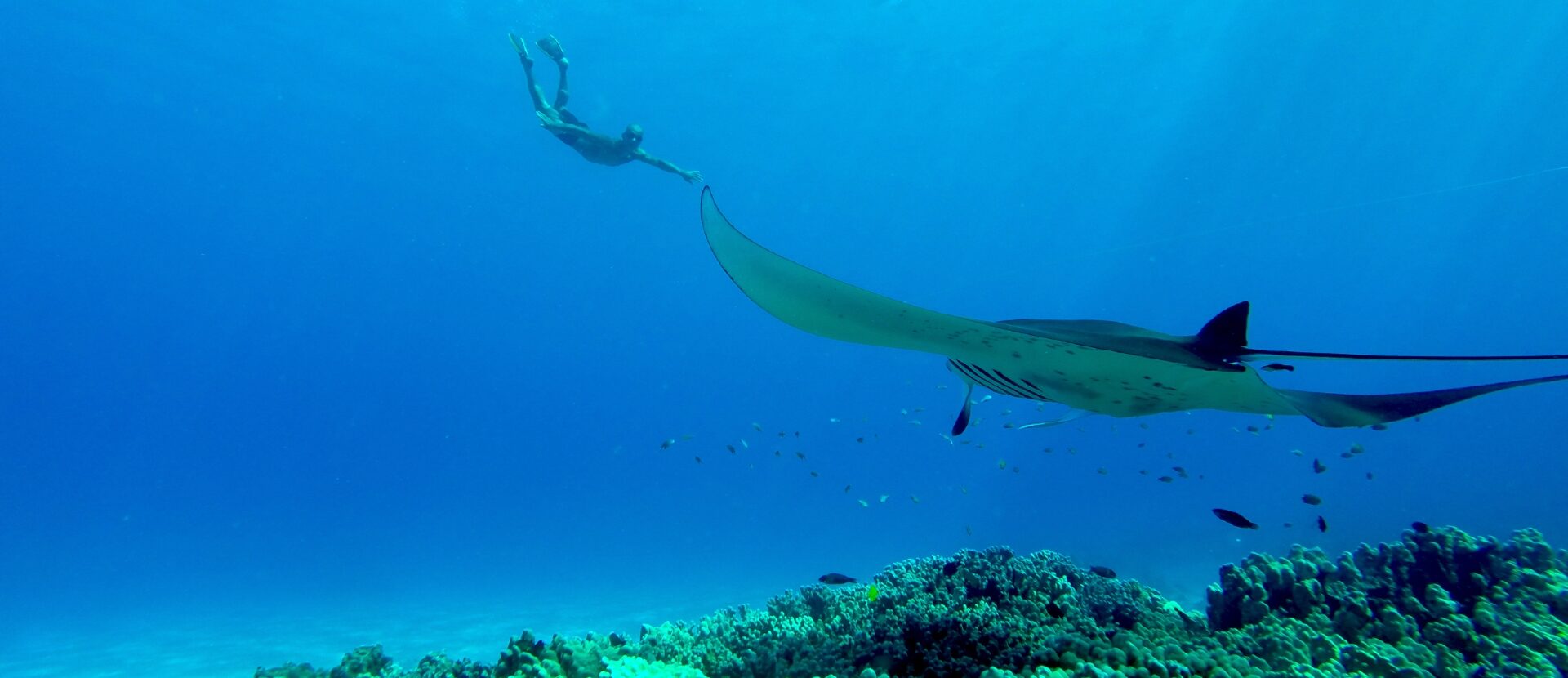 Manta Ray Snorkelling Courtesy Hawaii Tourism Authority edited